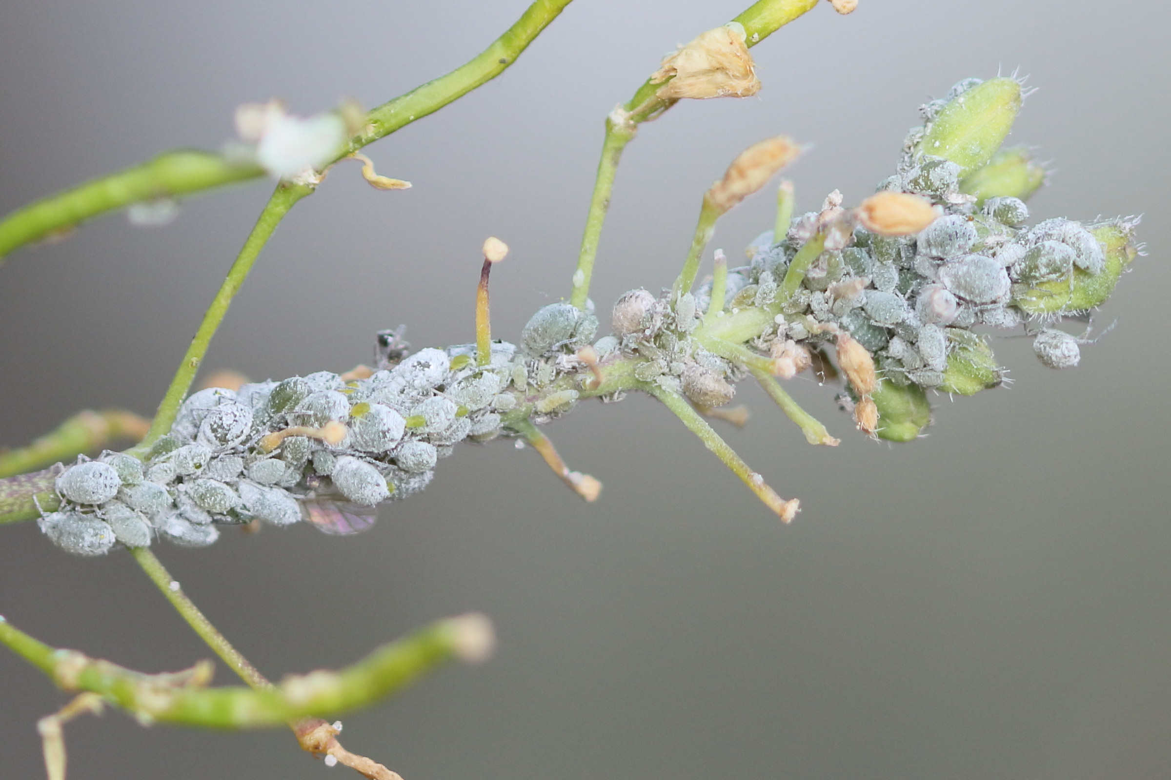 brevicoryne_brassicae4bd