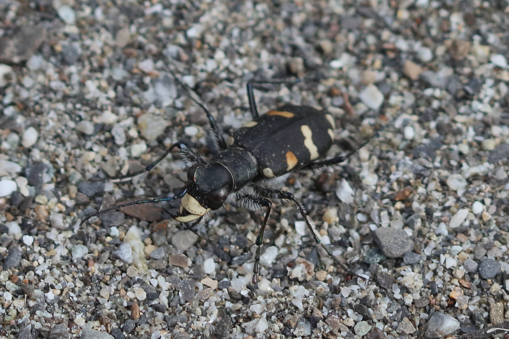 cicindela_hybrida_riparia3bd