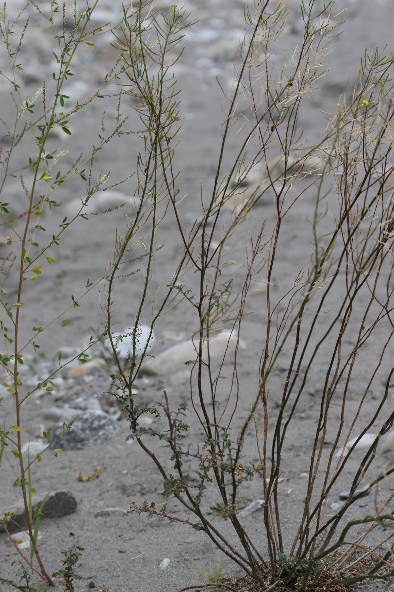 Afficher le média erucastrum_nasturtiifolium1bd erucastrum_nasturtiifolium1bd