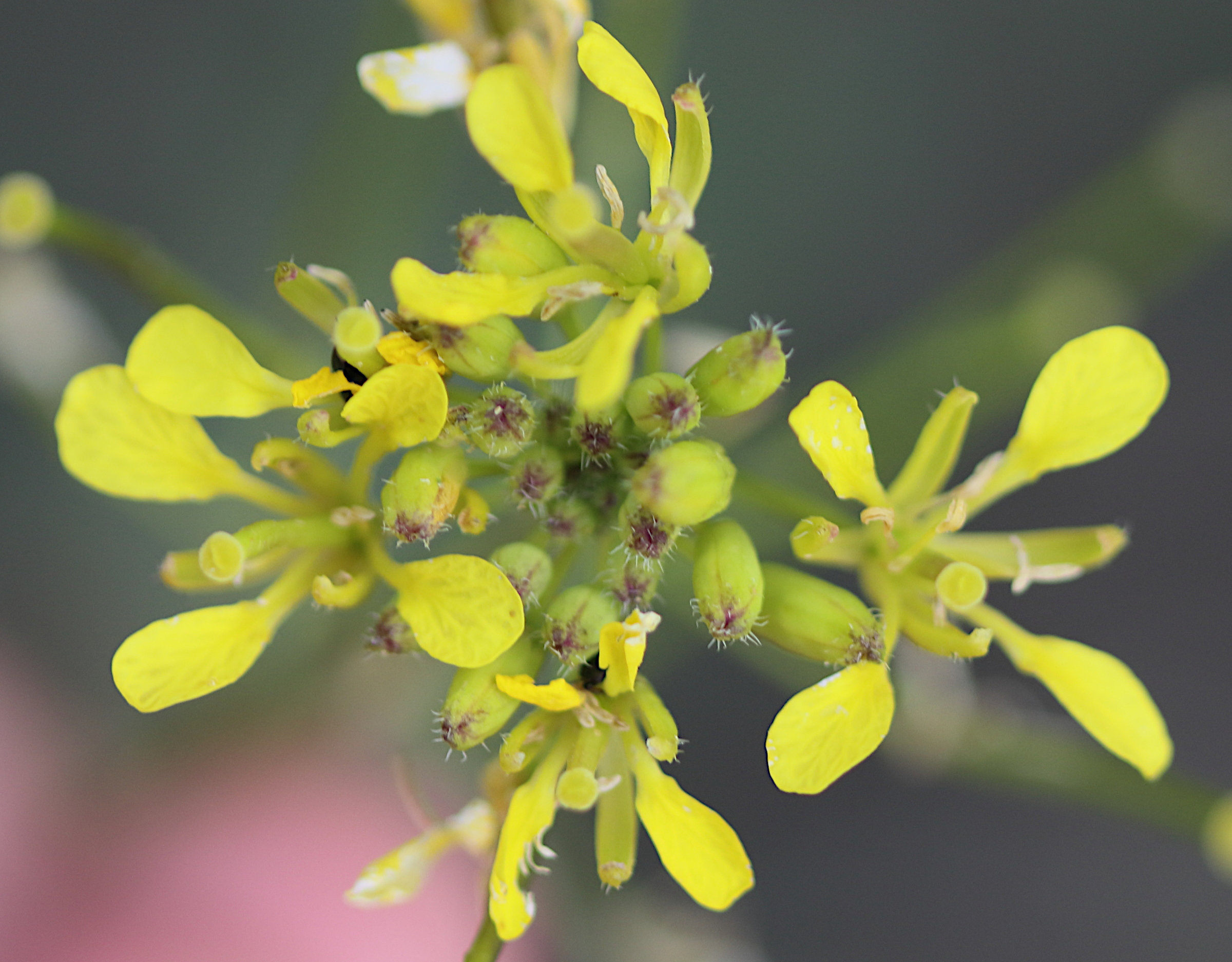 Afficher le média erucastrum_nasturtiifolium2bd erucastrum_nasturtiifolium2bd