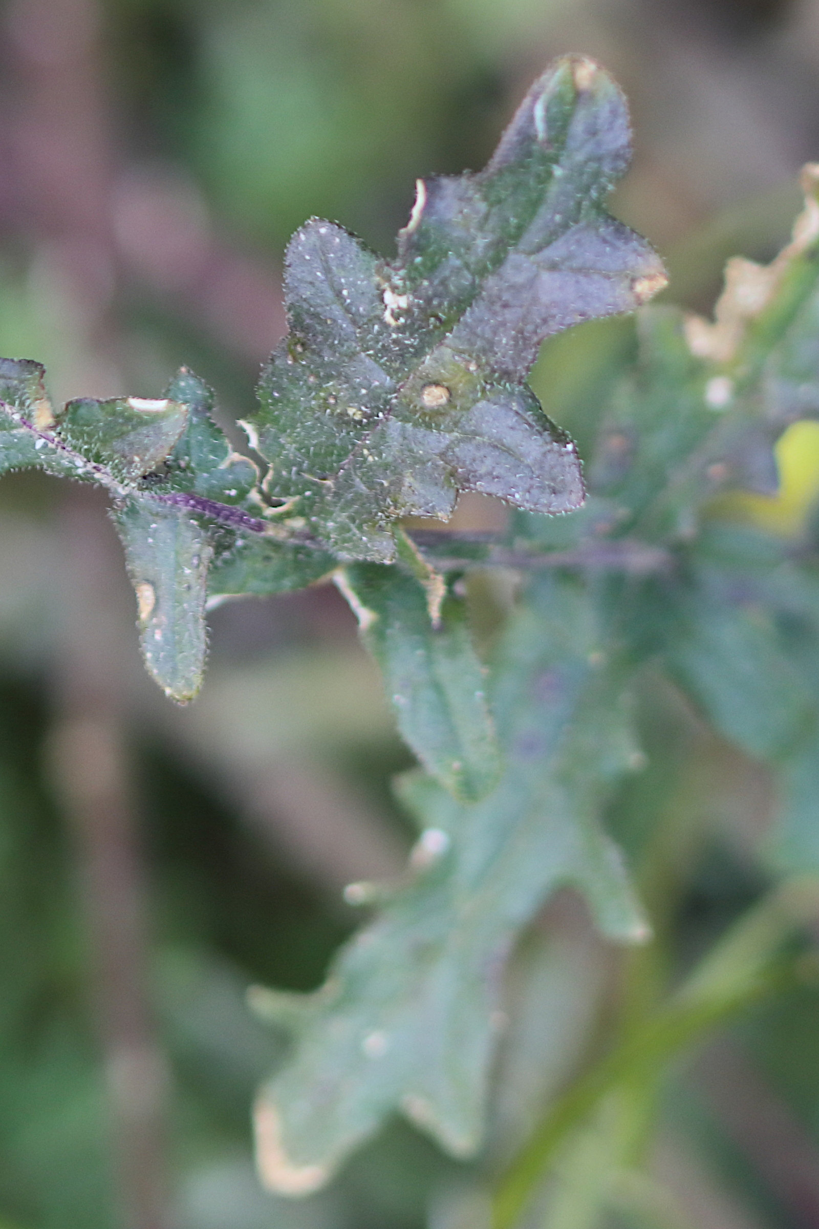 Afficher le média erucastrum_nasturtiifolium3bdjpg erucastrum_nasturtiifolium3bdjpg