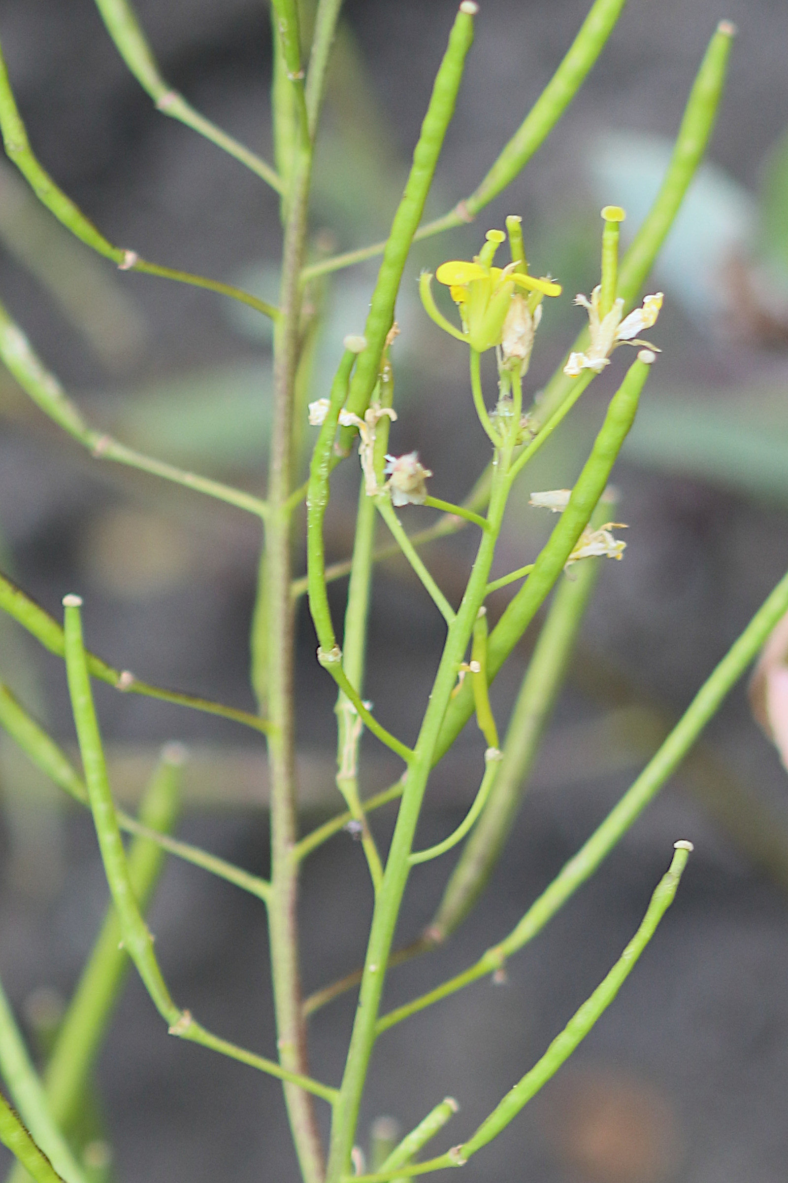 Afficher le média erucastrum_nasturtiifolium4bd erucastrum_nasturtiifolium4bd
