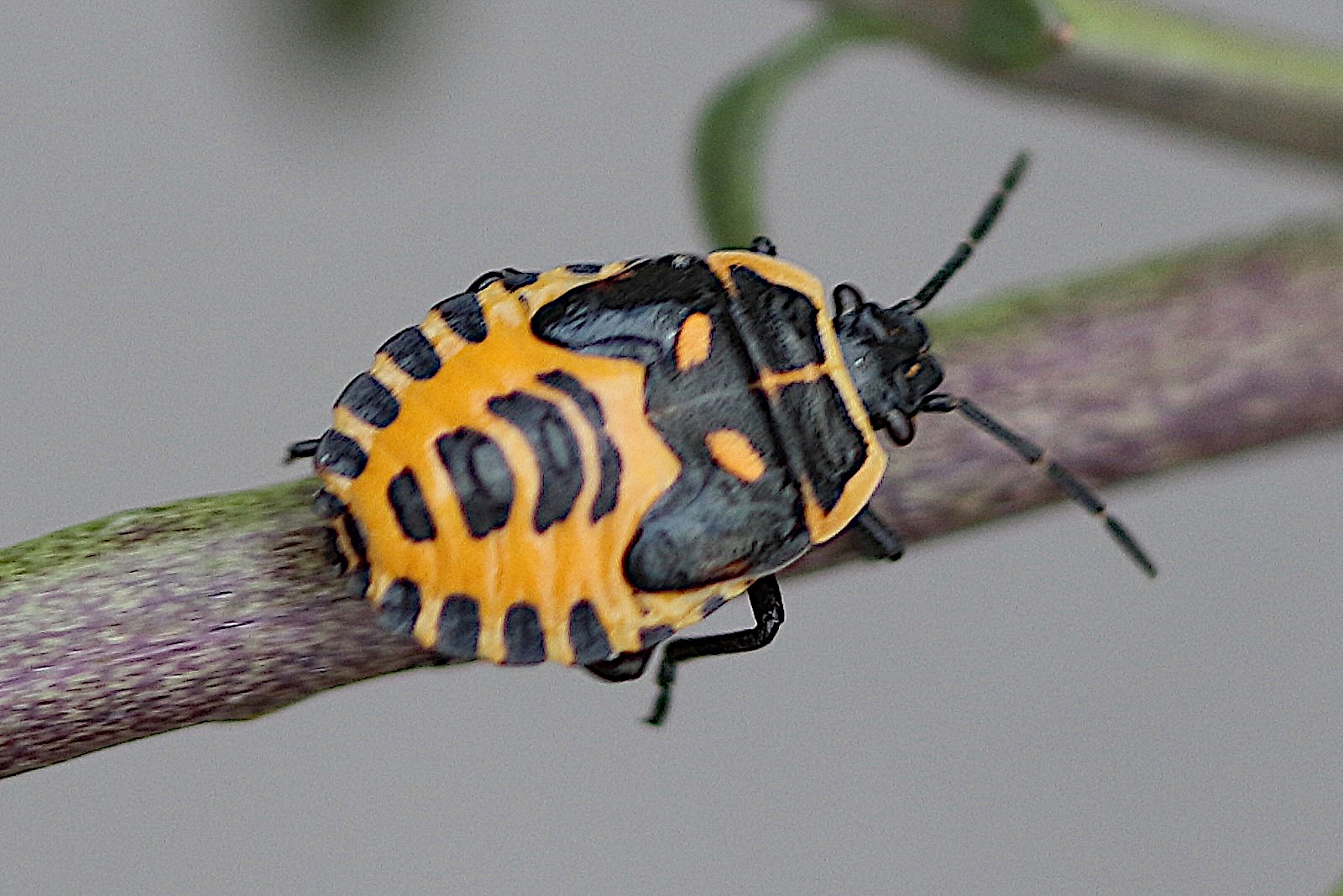 eurydema_ornata_juv1bd