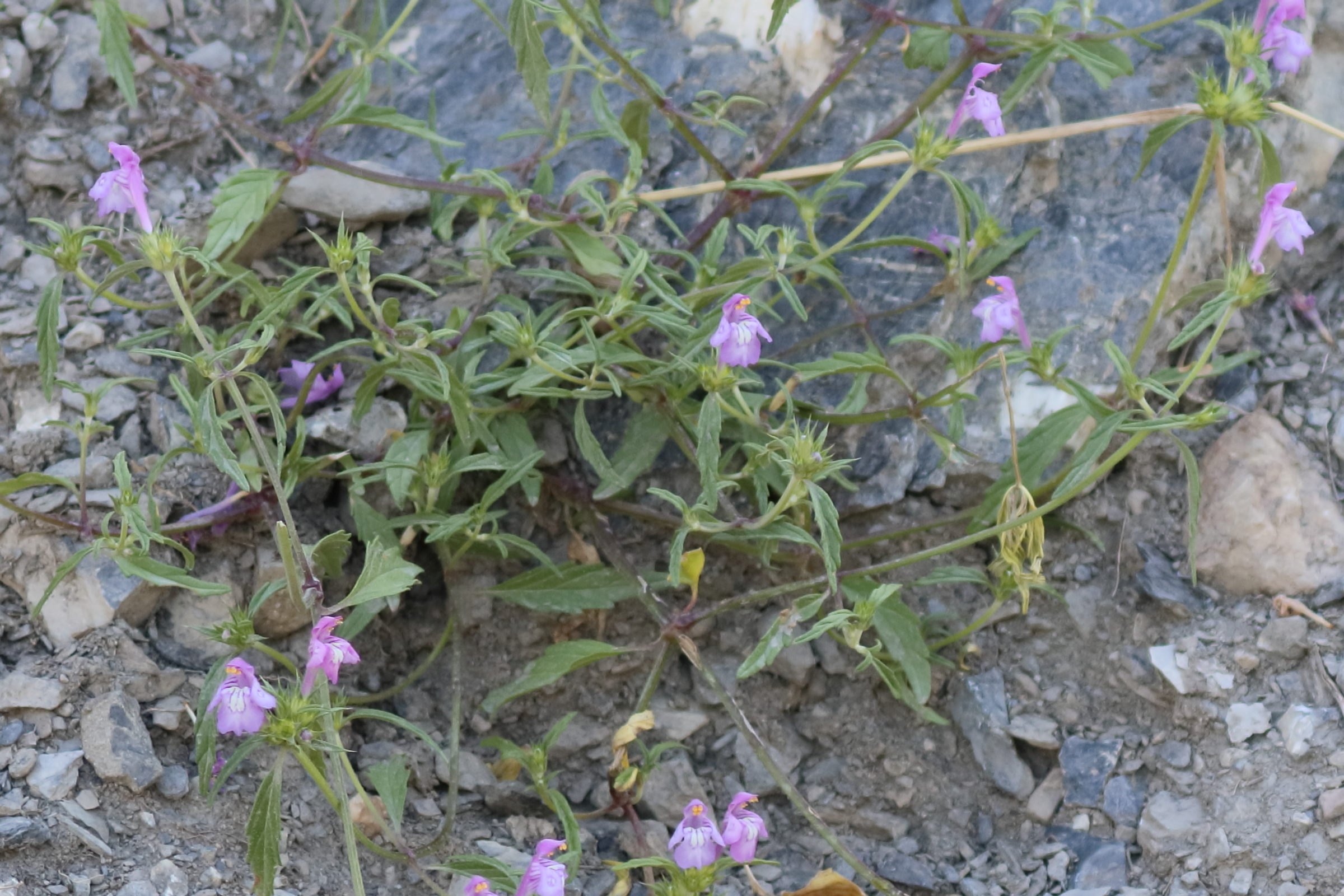 galeopsis_angustifolia1bd