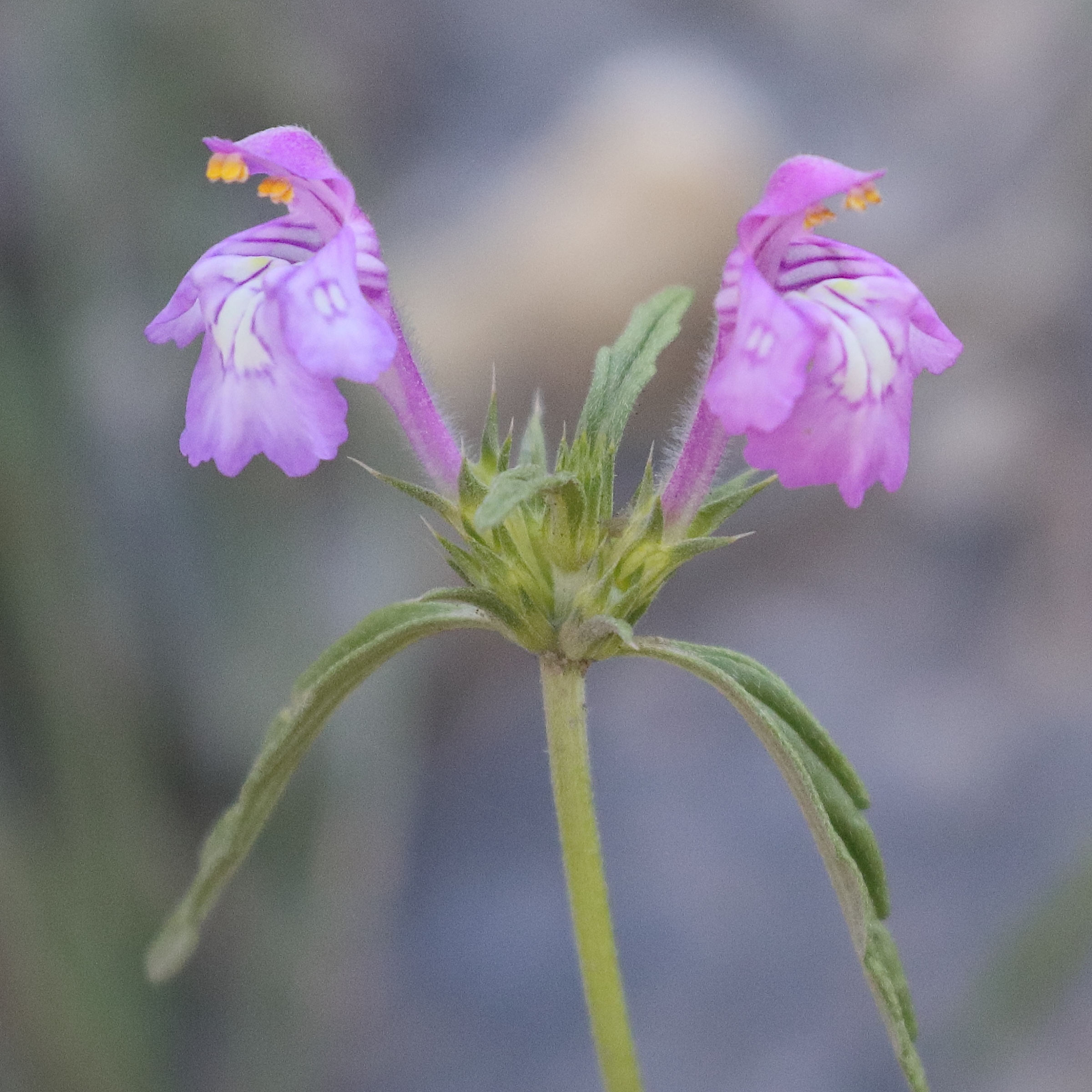 galeopsis_angustifolia4bd