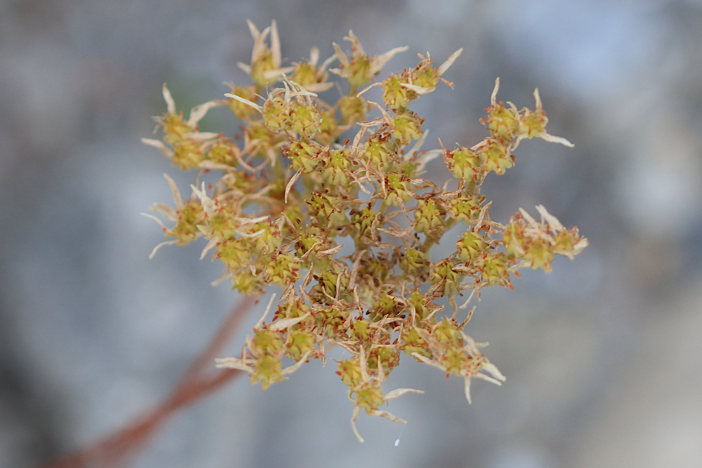 petrosedum_rupestre6bd