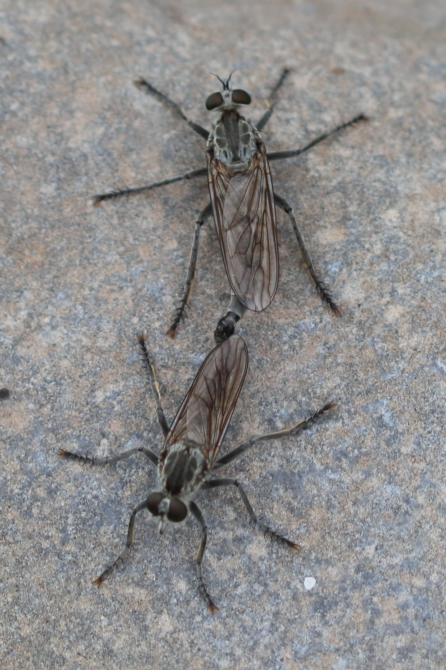 philonicus_albiceps3bd