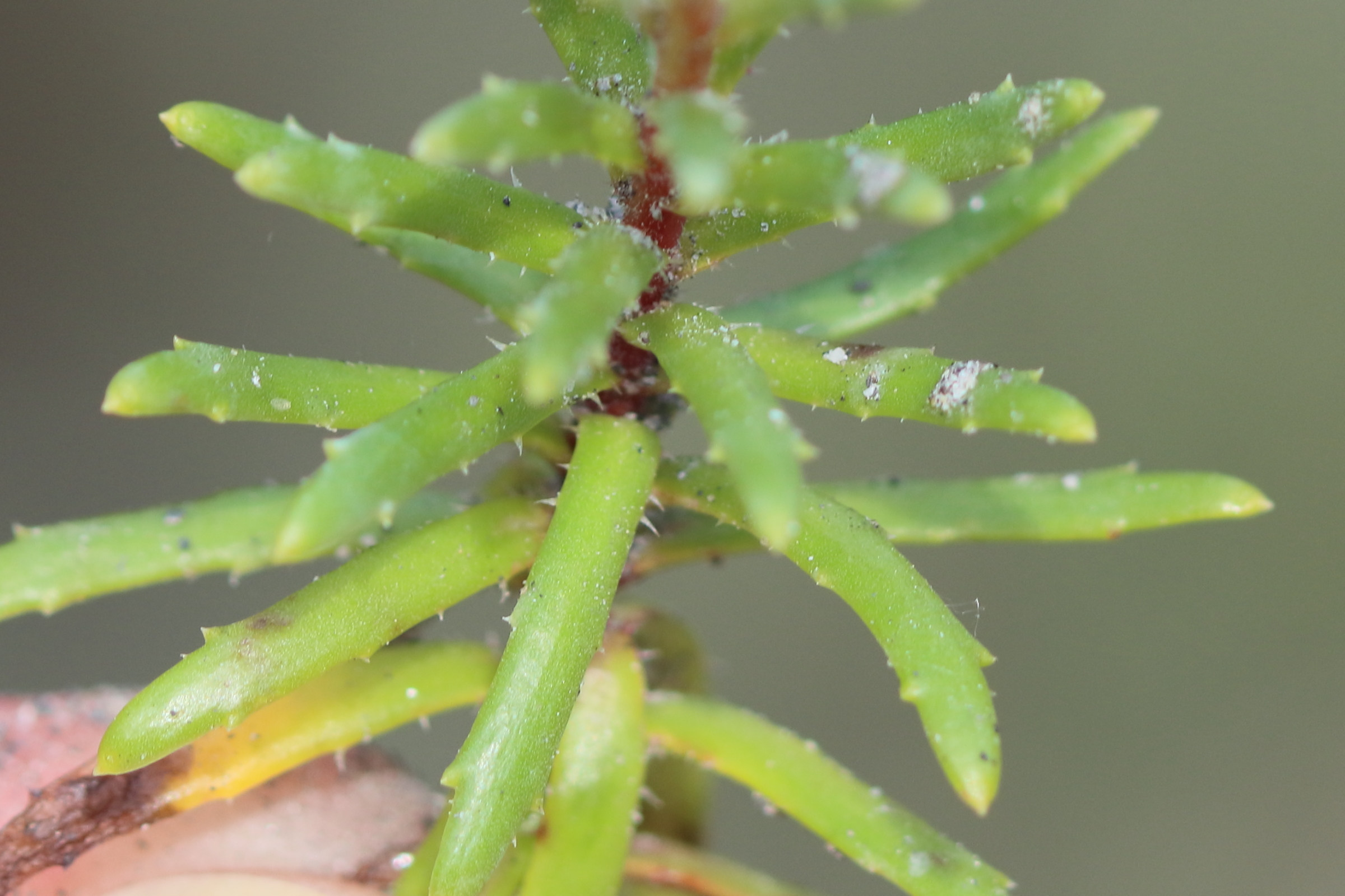 Afficher le média saxifraga_aizoides9bd saxifraga_aizoides9bd