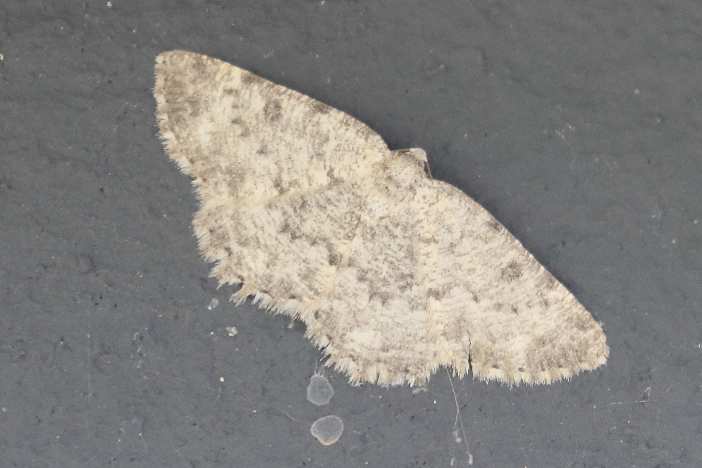 charissa_glaucinaria1bd