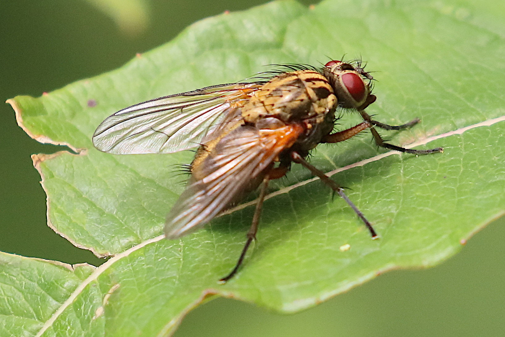 phaonia_angelicae3bd