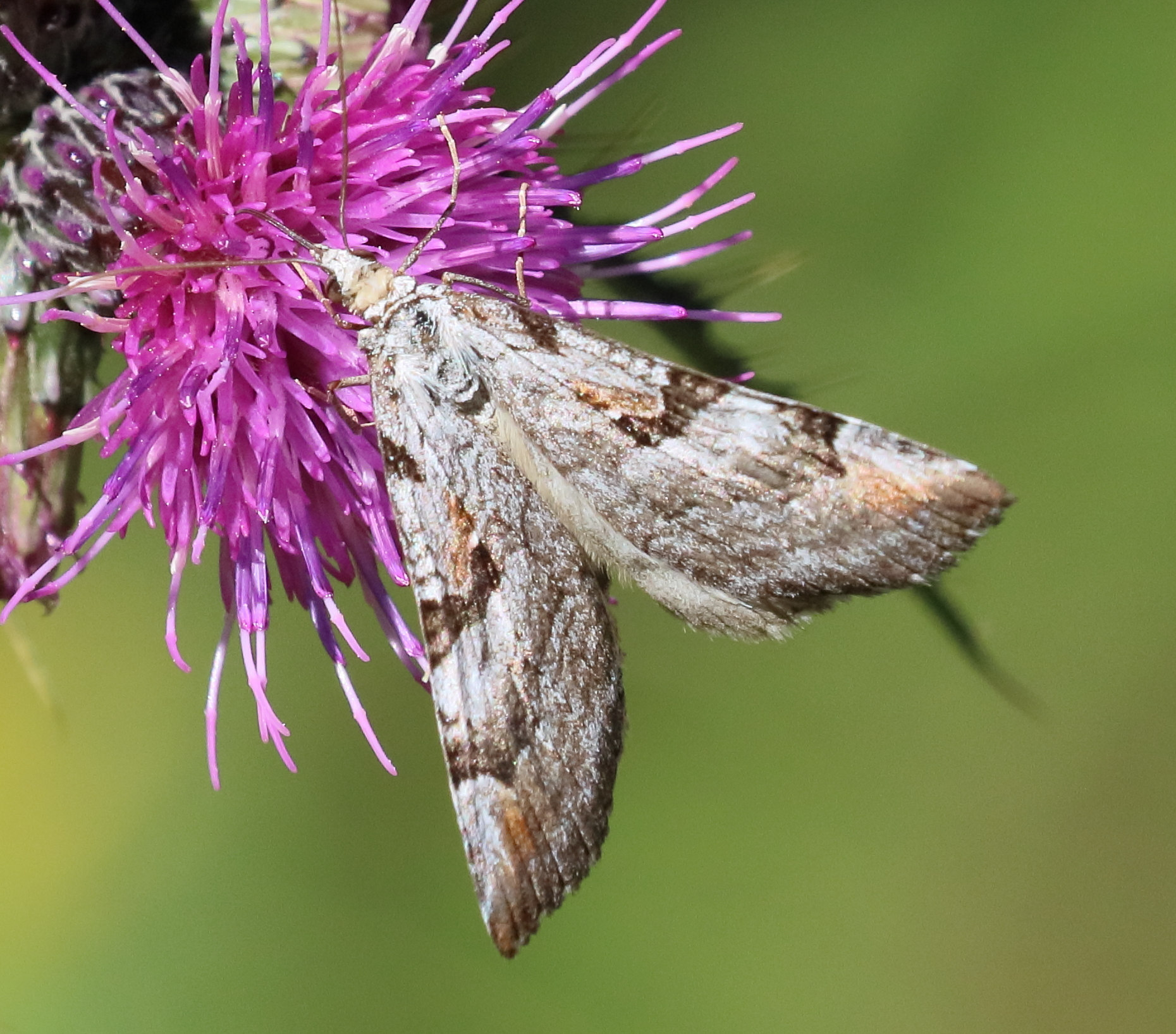 aplocera_praeformata4bd