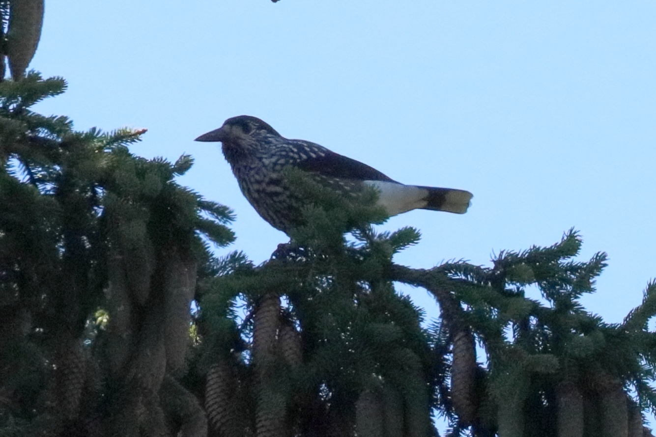 cassenoix_mouchete_-_nucifraga_caryyocatactes2bd