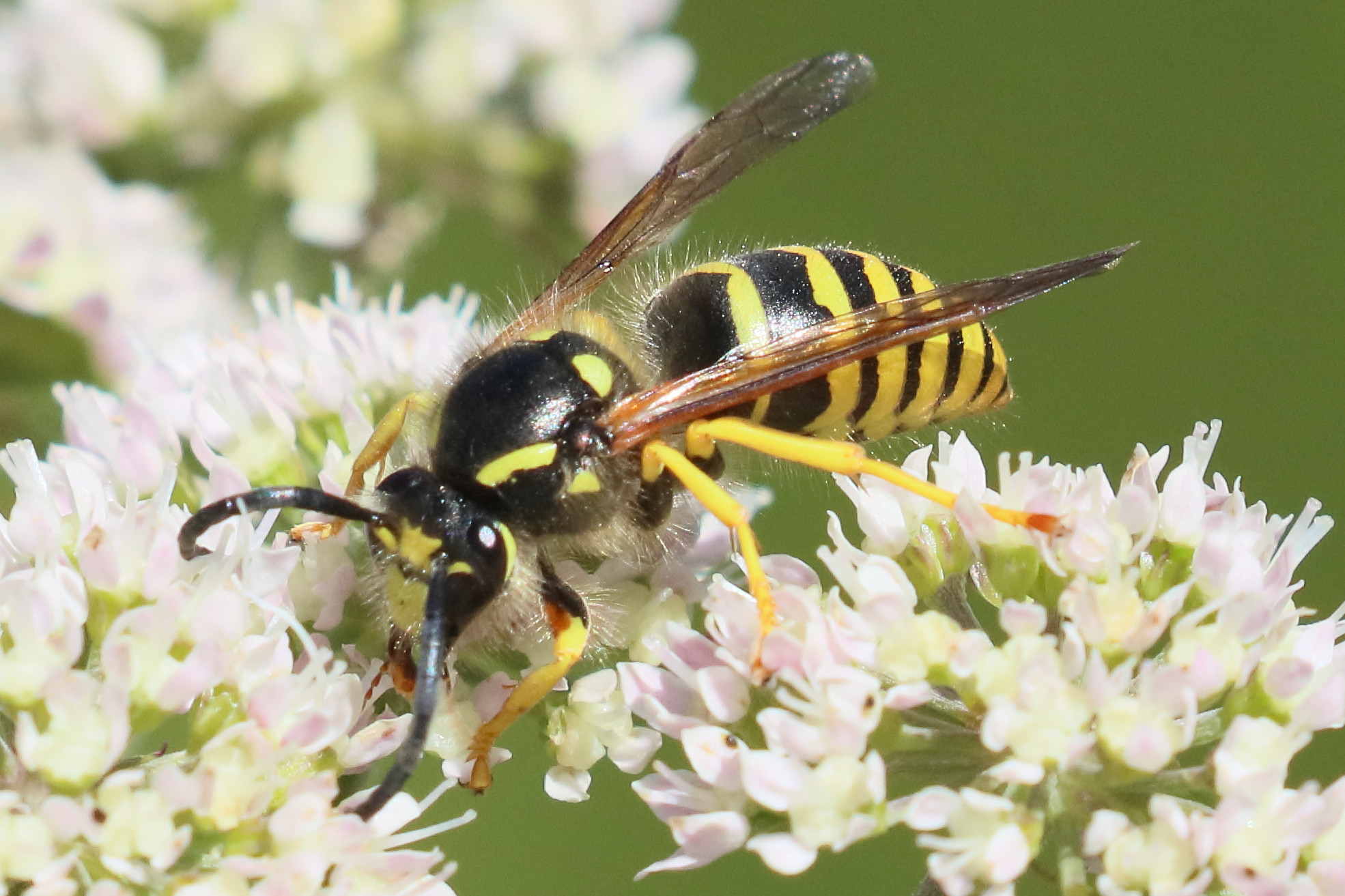 dolichovespula_sylvestris2bd