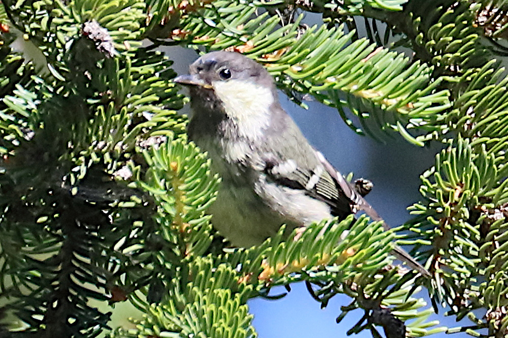 mesange_noire_-_periparus_ater5bd