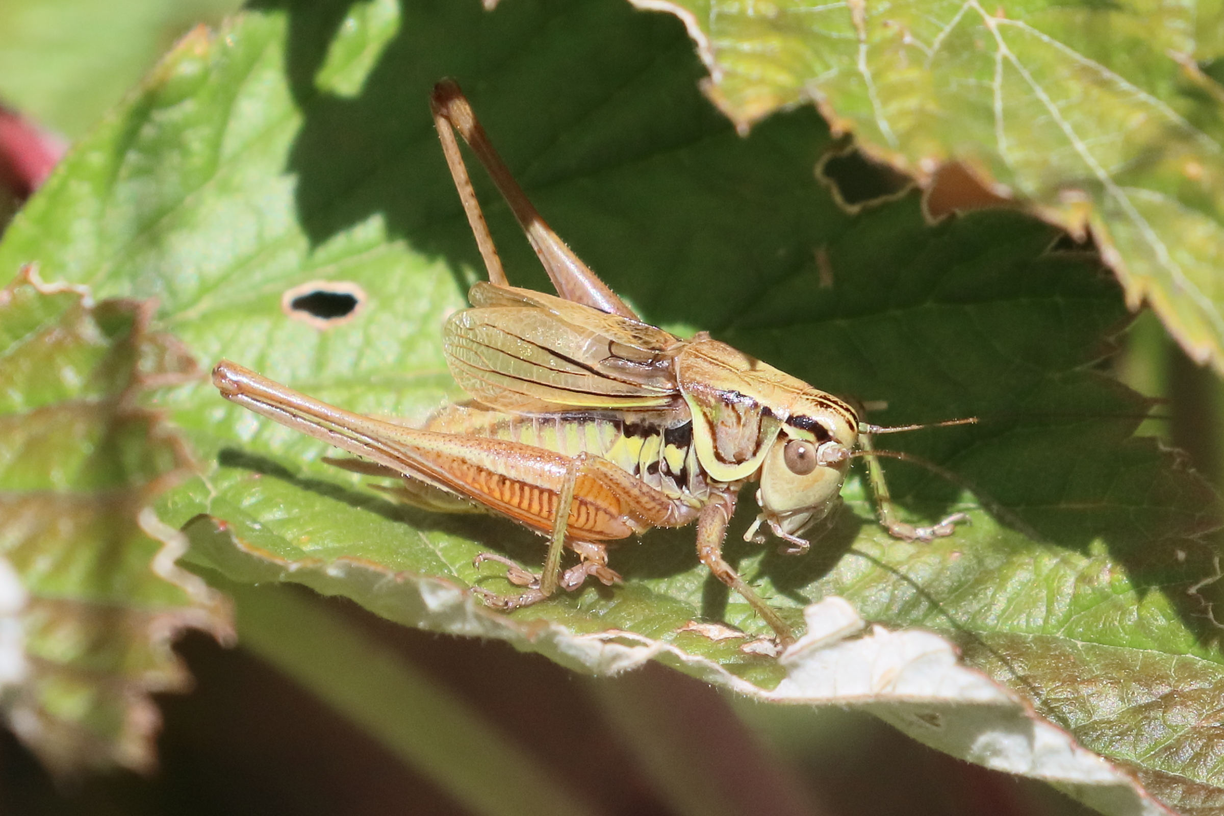 Afficher le média roeseliana_roeselii2bd roeseliana_roeselii2bd