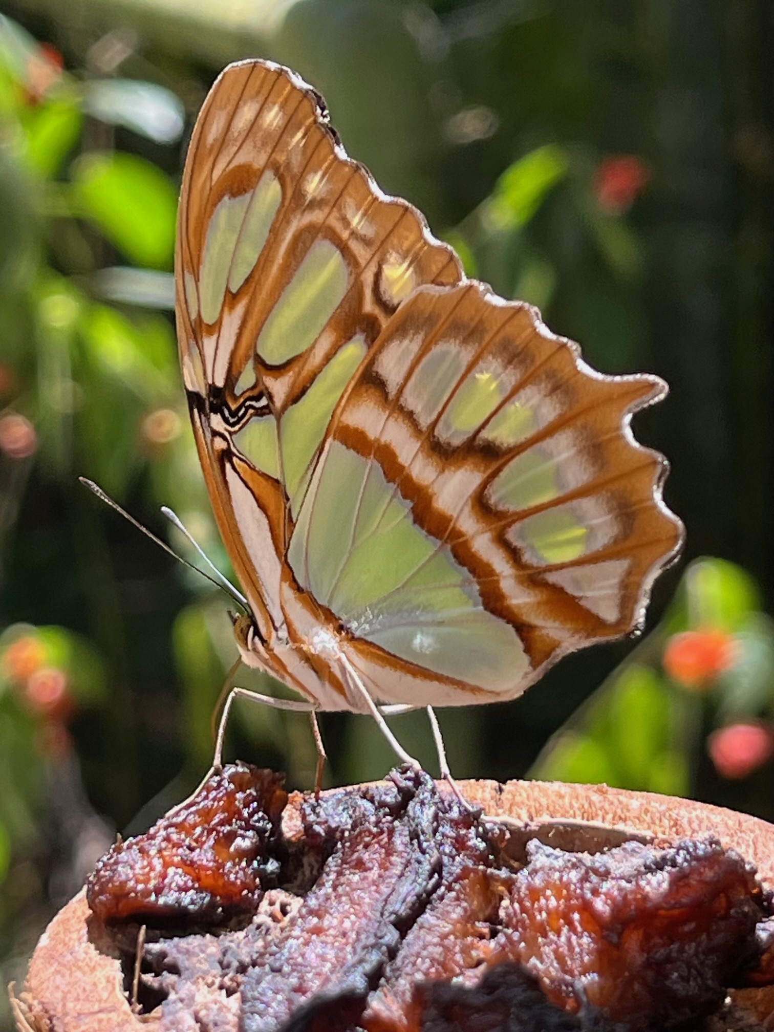 siproeta_steneles5jpd