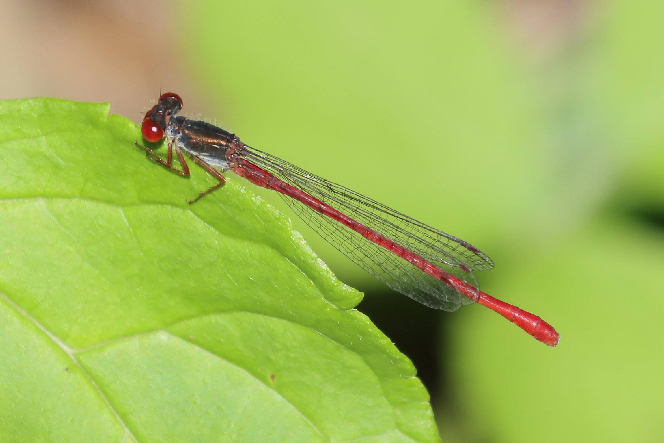 ceriagrion_tenellum6bd