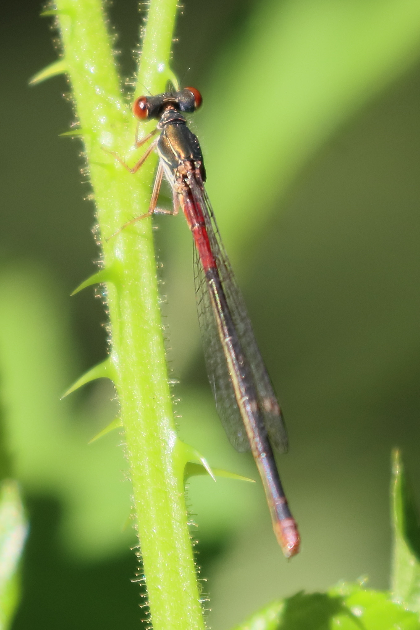 ceriagrion_tenellum7bd