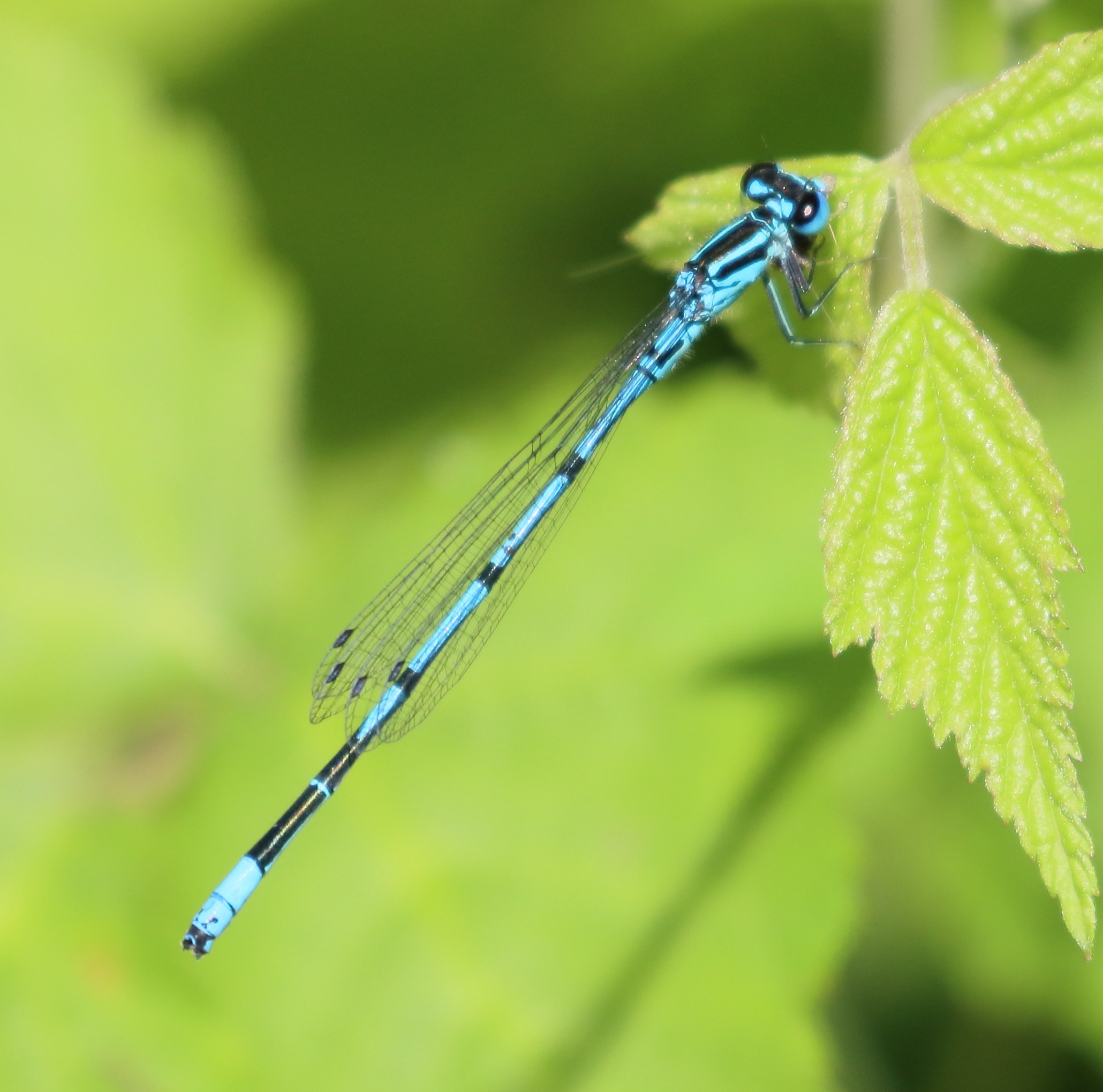 coenagrion_puella4bd