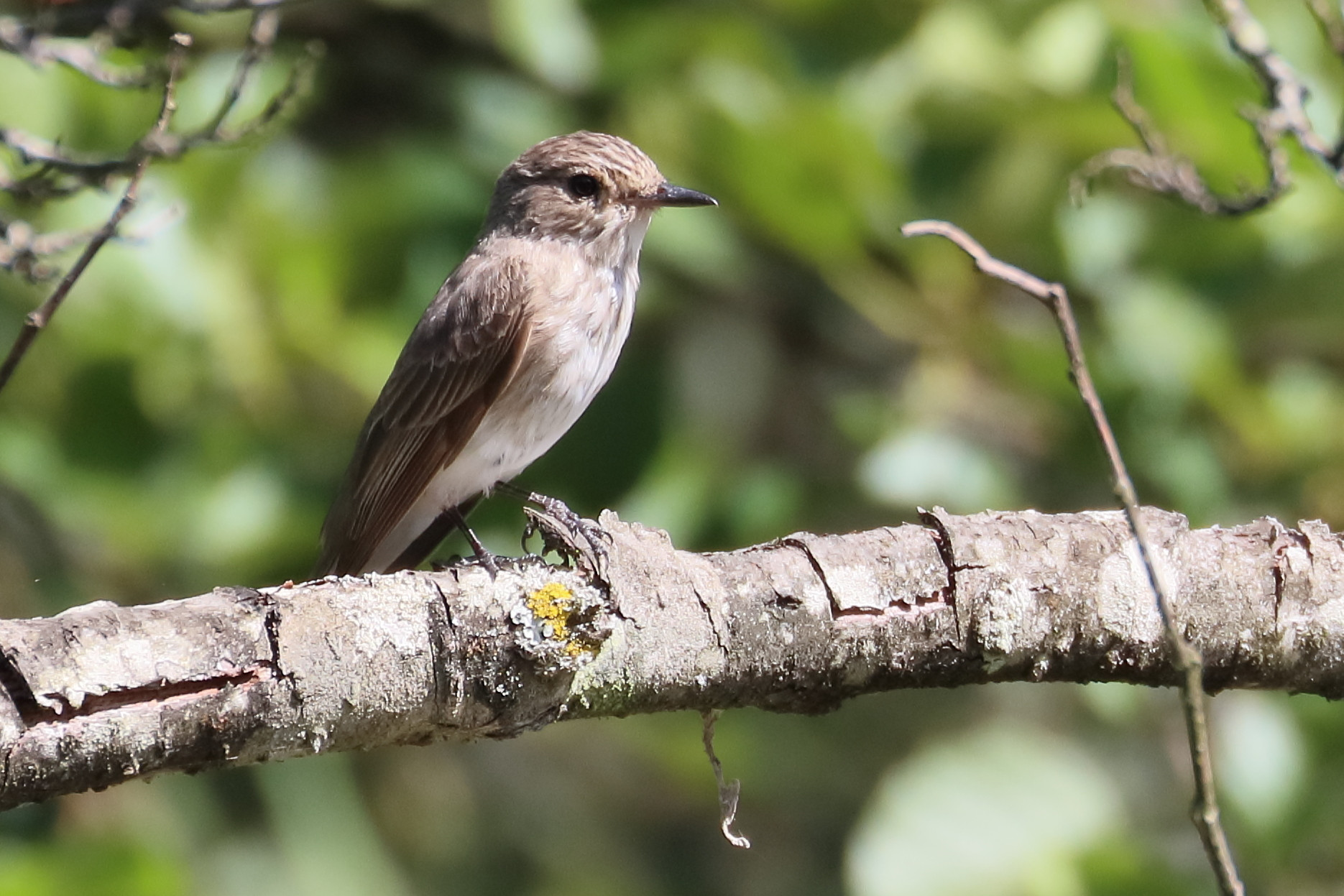 gobemouche_gris_-_muscicapa_striata7bd