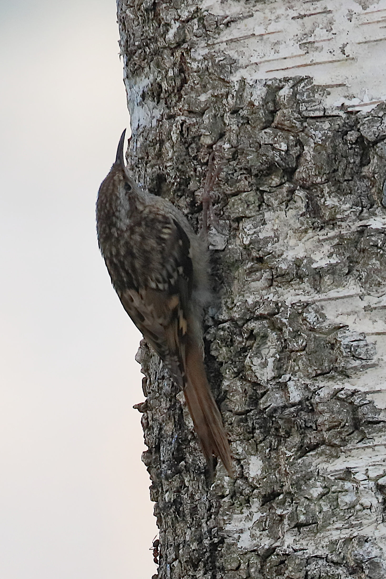 grimpereau_des_jardins_-_certthia_brachydactyla6bd