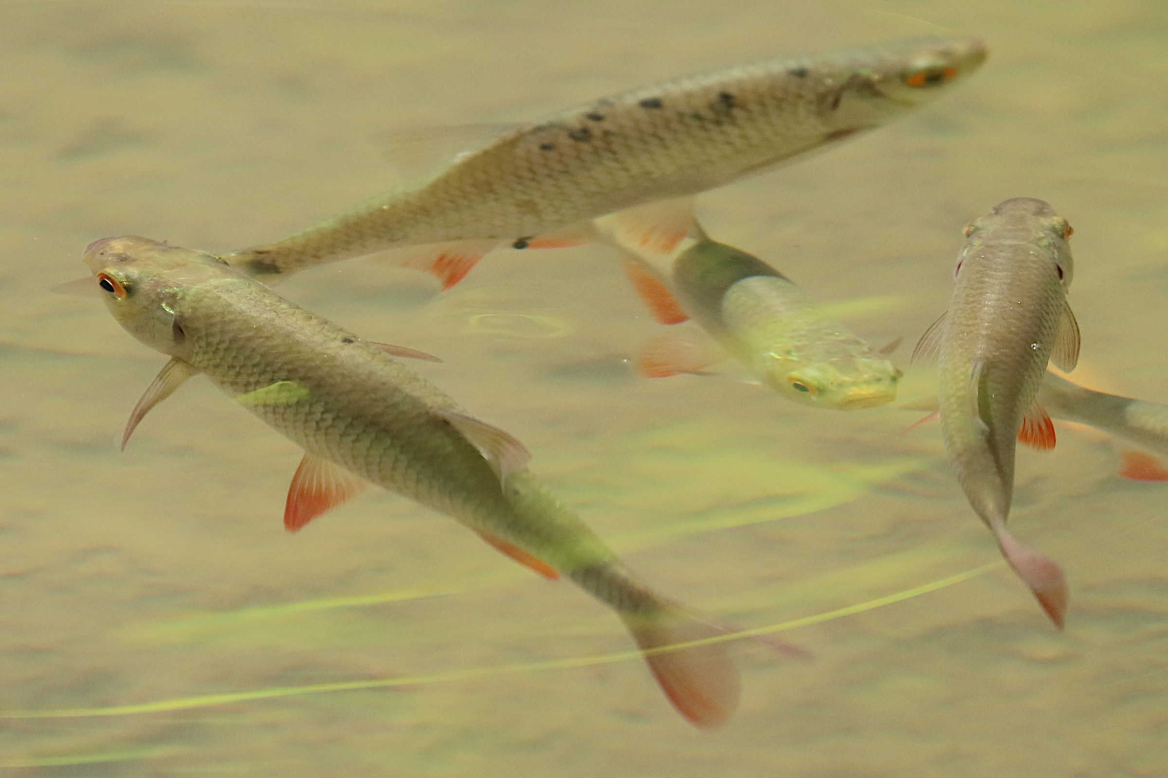 scardinius_erythrophthalmus3bd