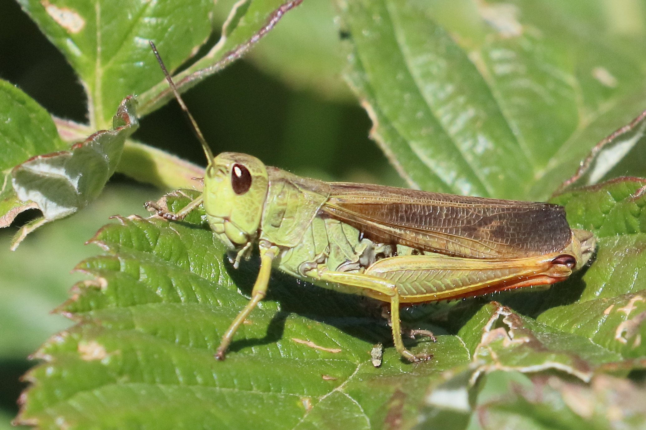 Afficher le média stauroderus_scalaris4bd stauroderus_scalaris4bd