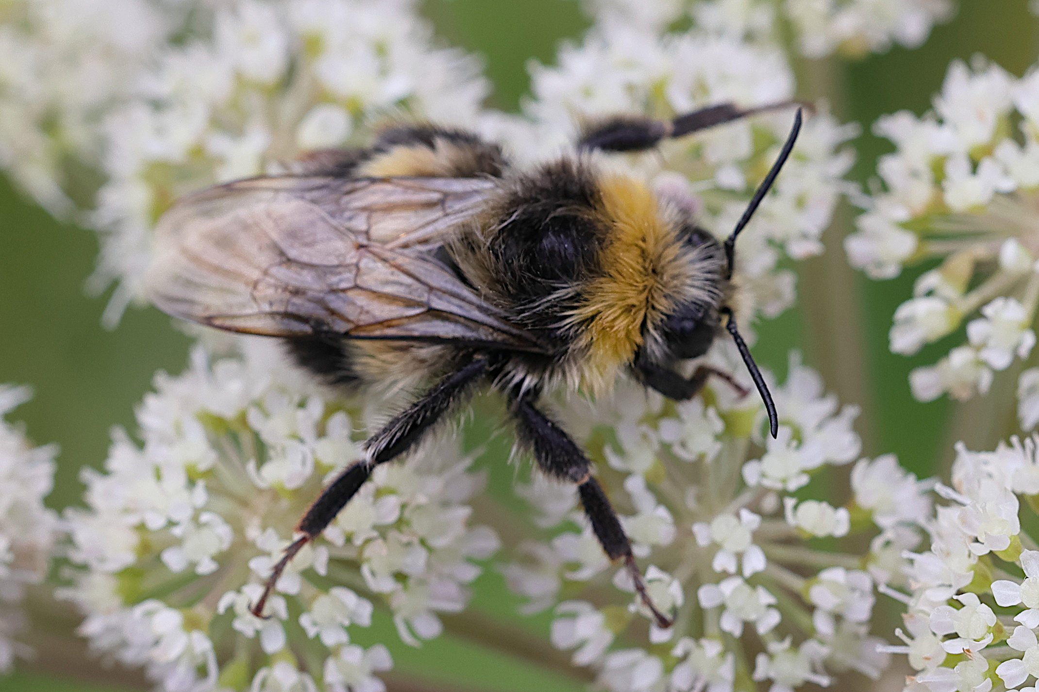 bombus_lucorum1md