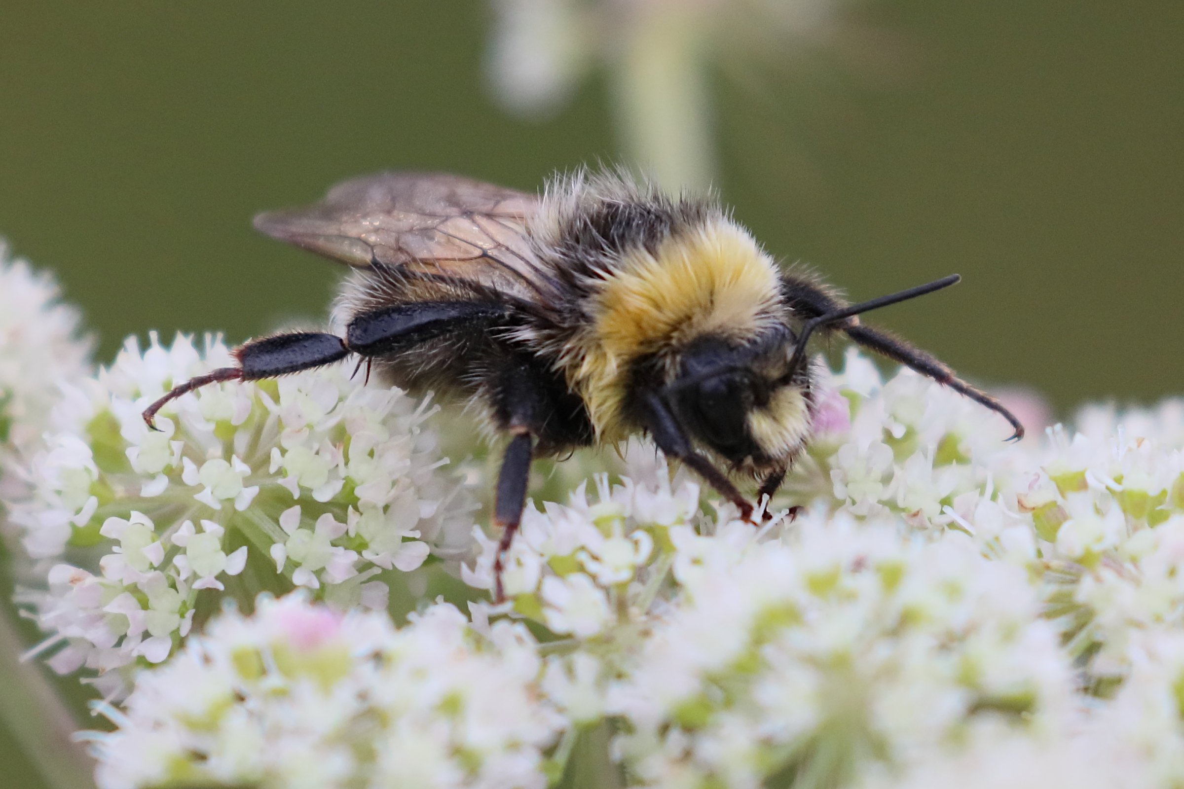 bombus_lucorum2bd