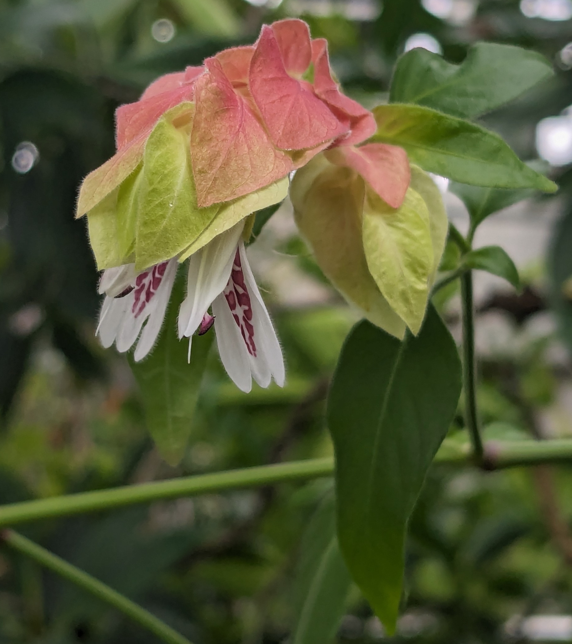 justicia_brandegeeana4sd