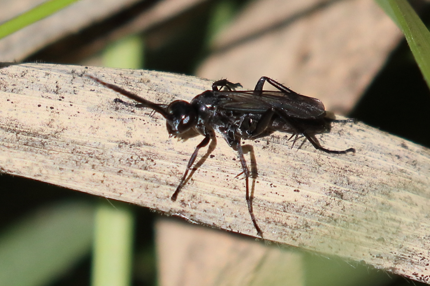 auplopus_carbonarius1bd