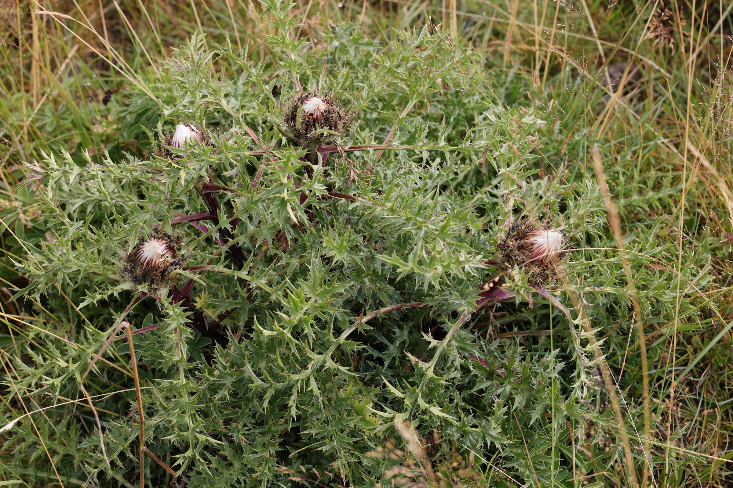 Afficher le média carlina_acaulis1md carlina_acaulis1md