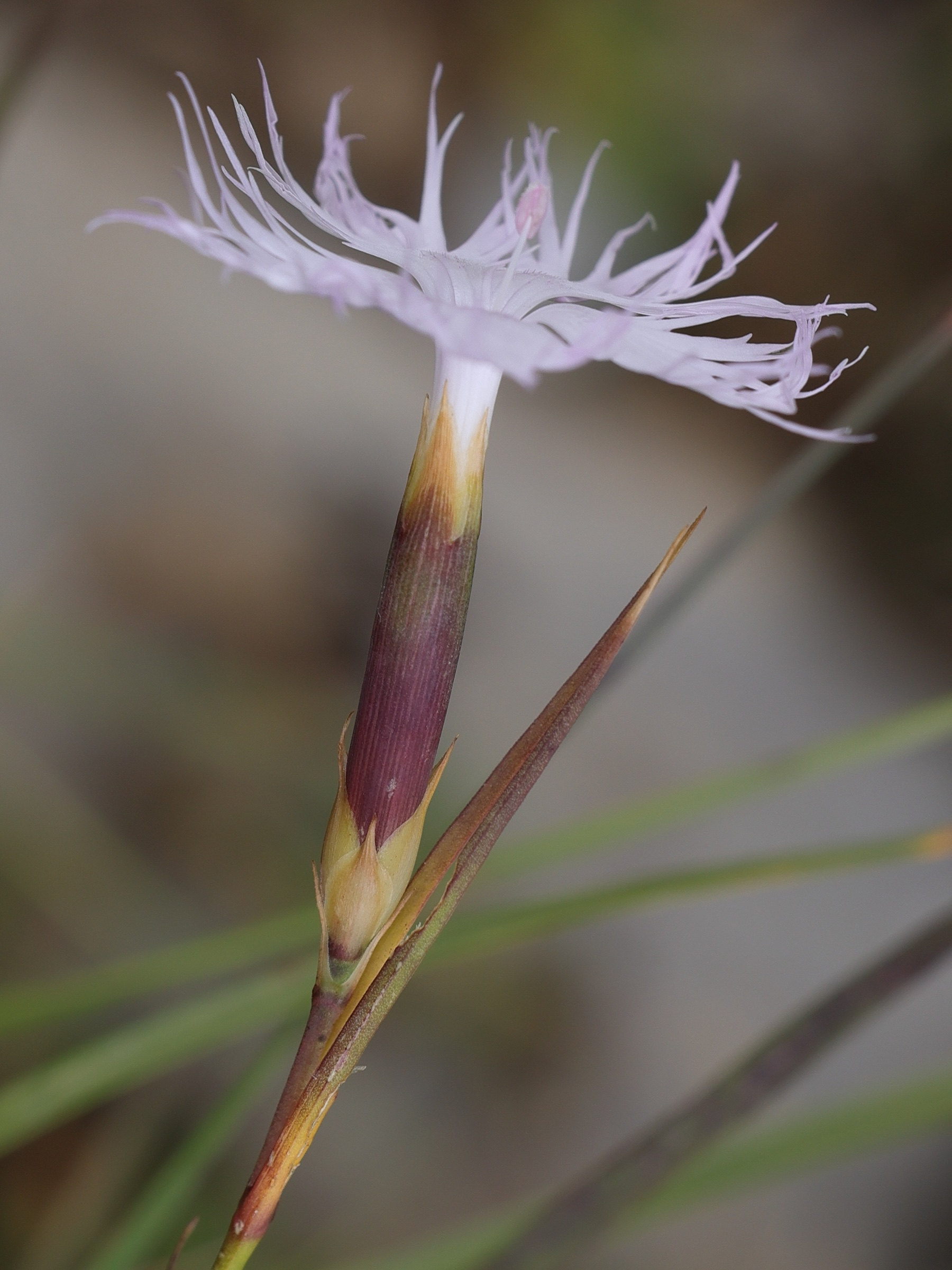 Afficher le média dianthus_hyssopifolius4md dianthus_hyssopifolius4md