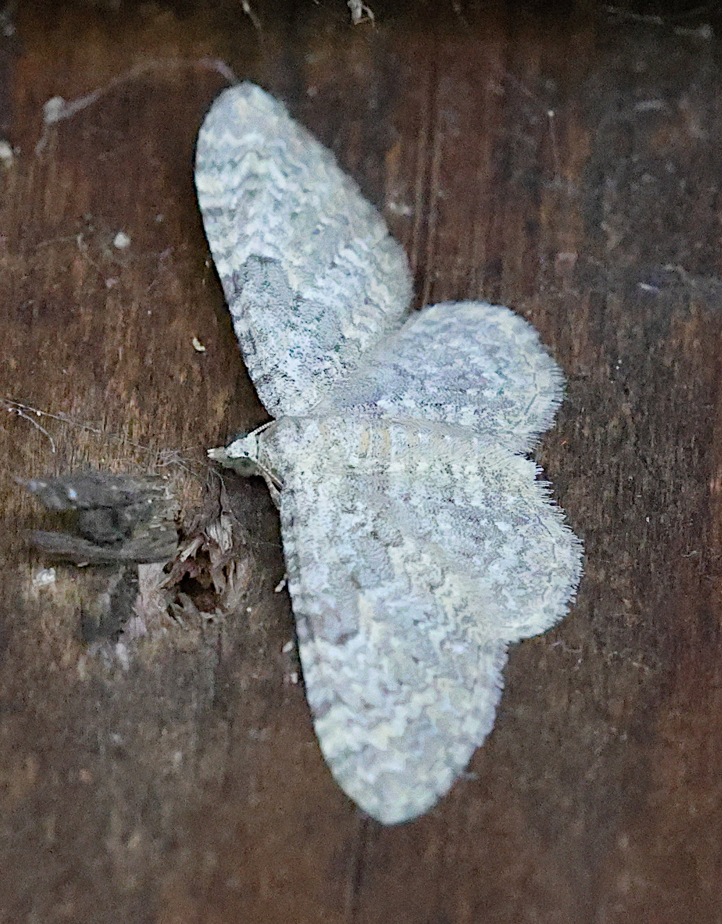 Afficher le média eupithecia_semigraphata1md eupithecia_semigraphata1md