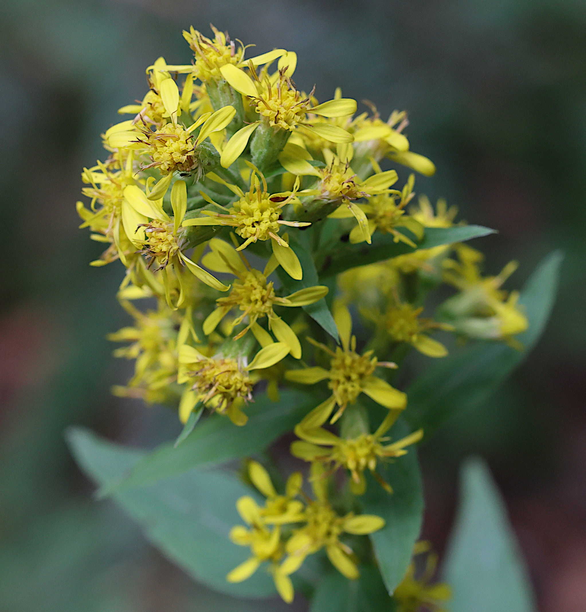 solidago_virgaurea_virgaurea4md