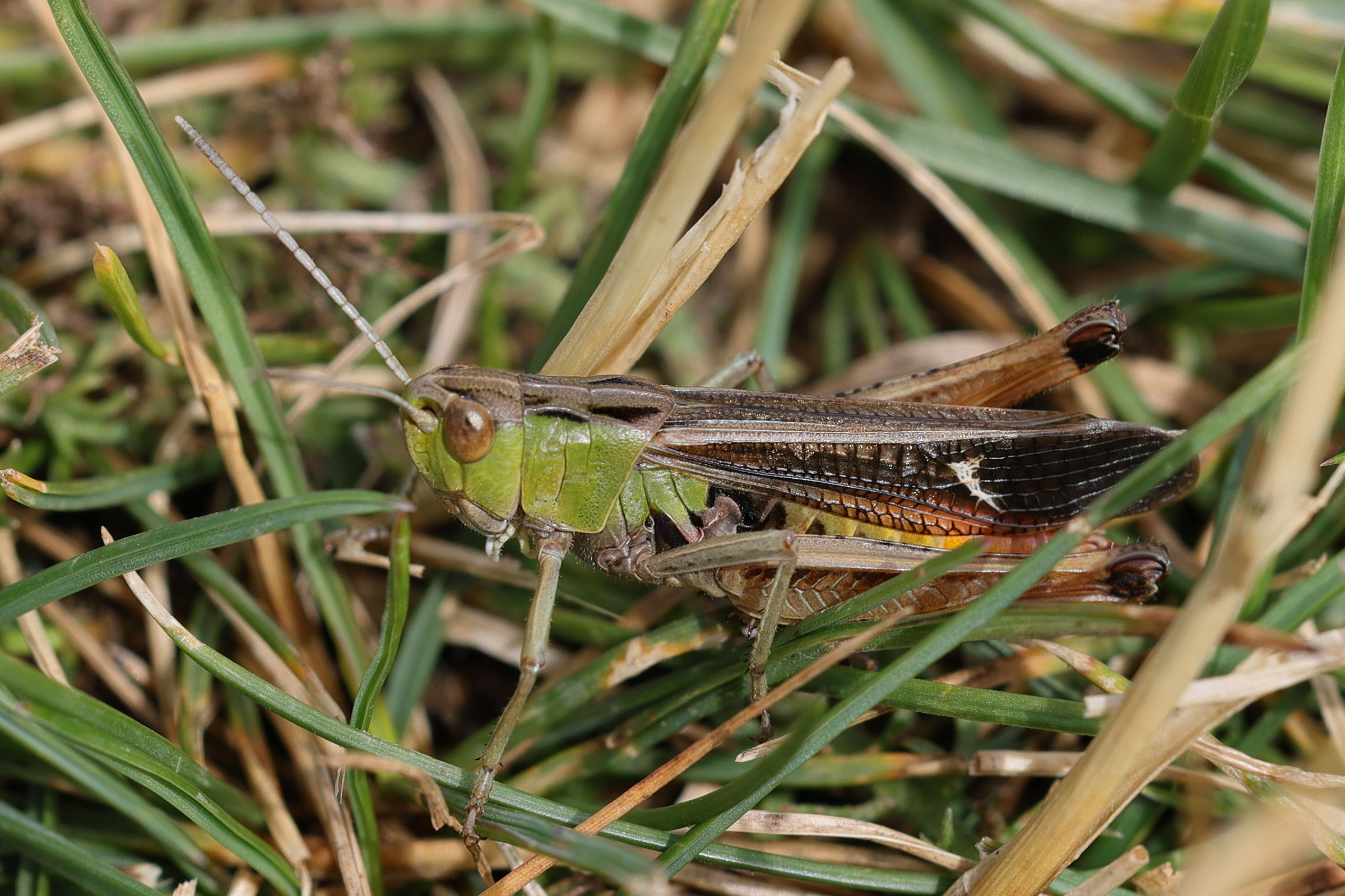 stenobothrus_lineatus5md