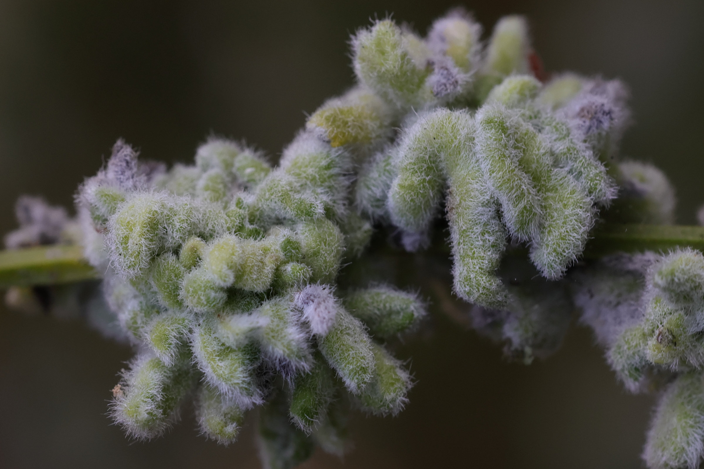 aceria_genistae_galle5md