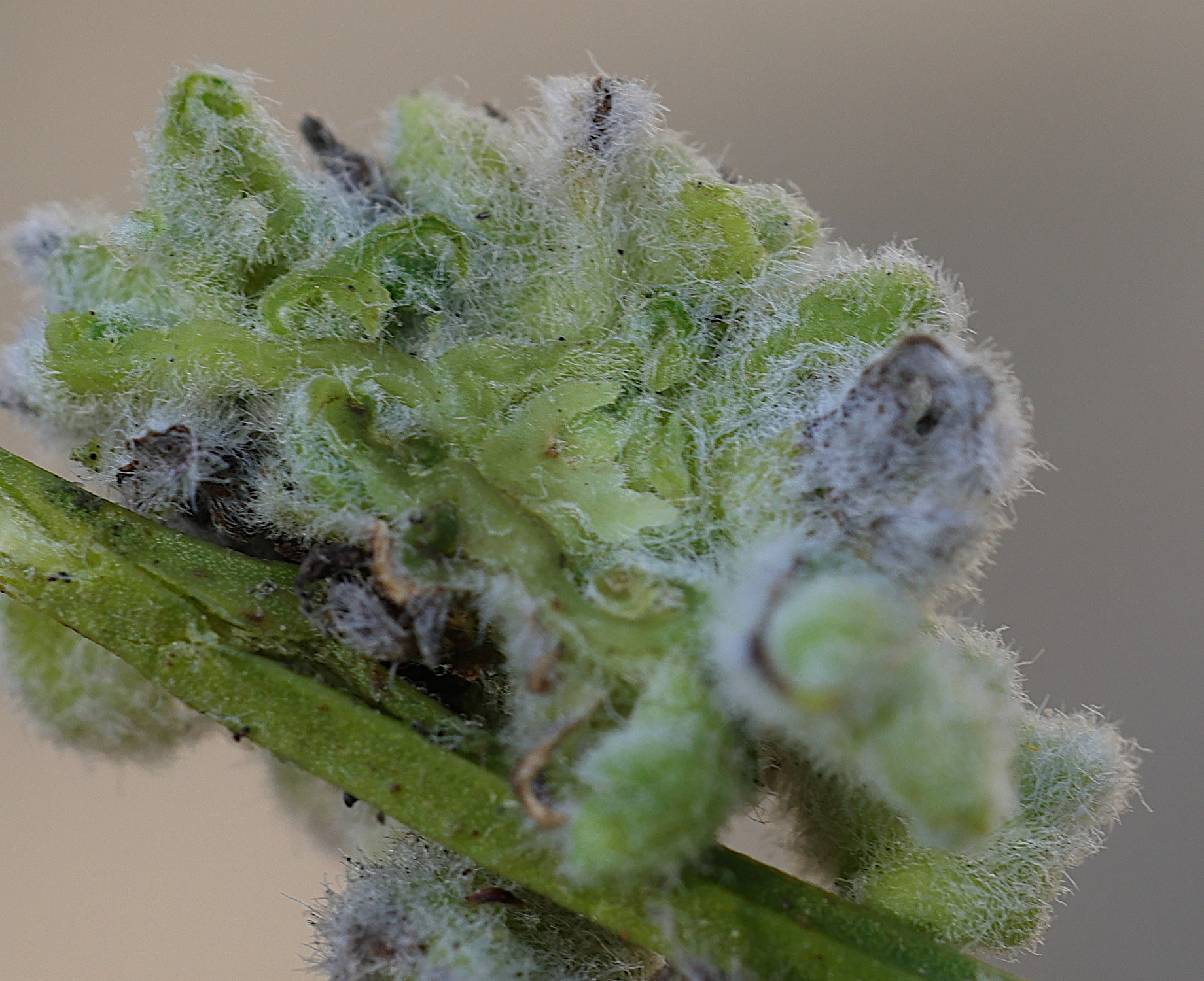 aceria_genistae_galle6md