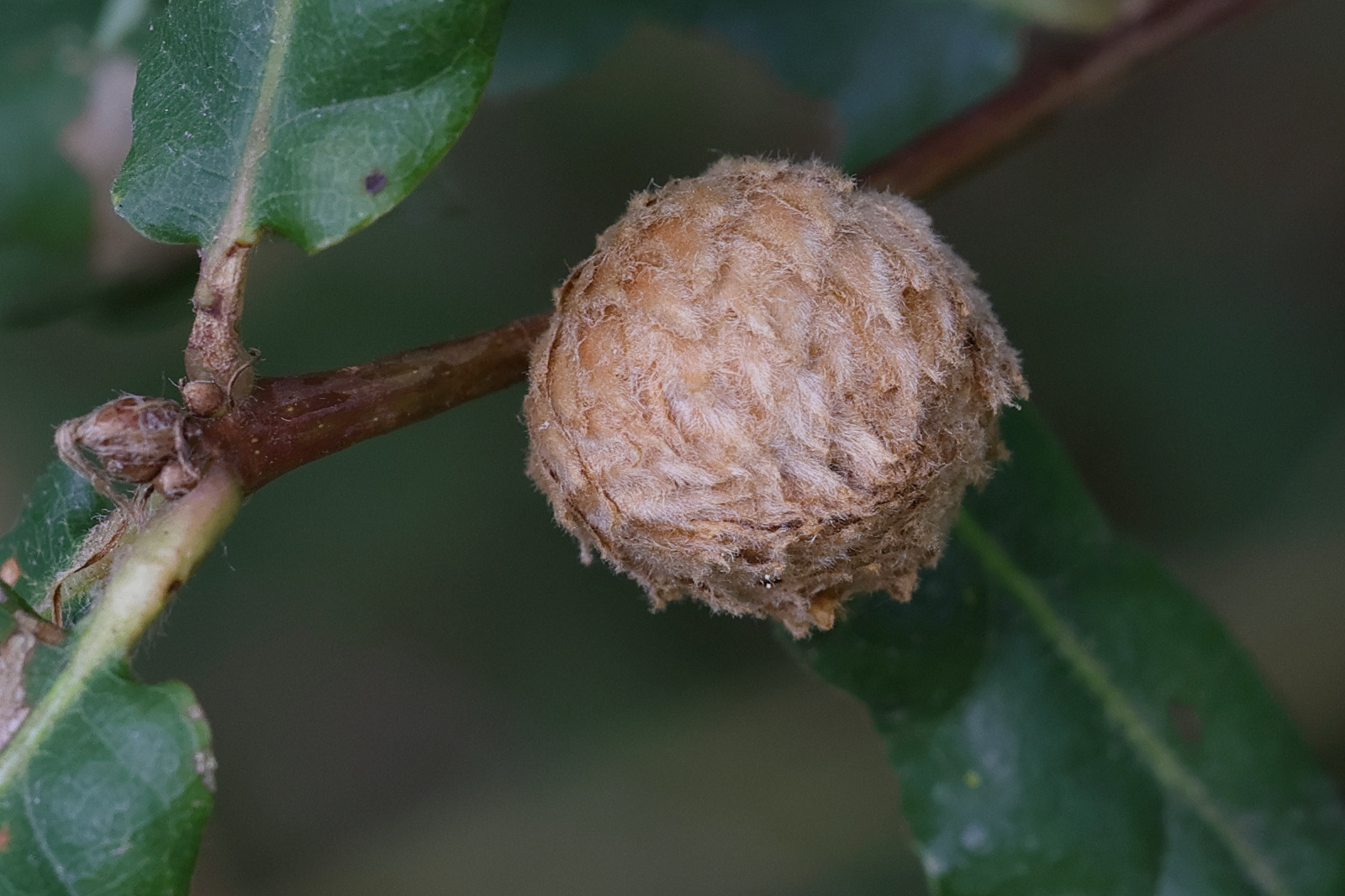 andricus_foecundatrix_galle4md