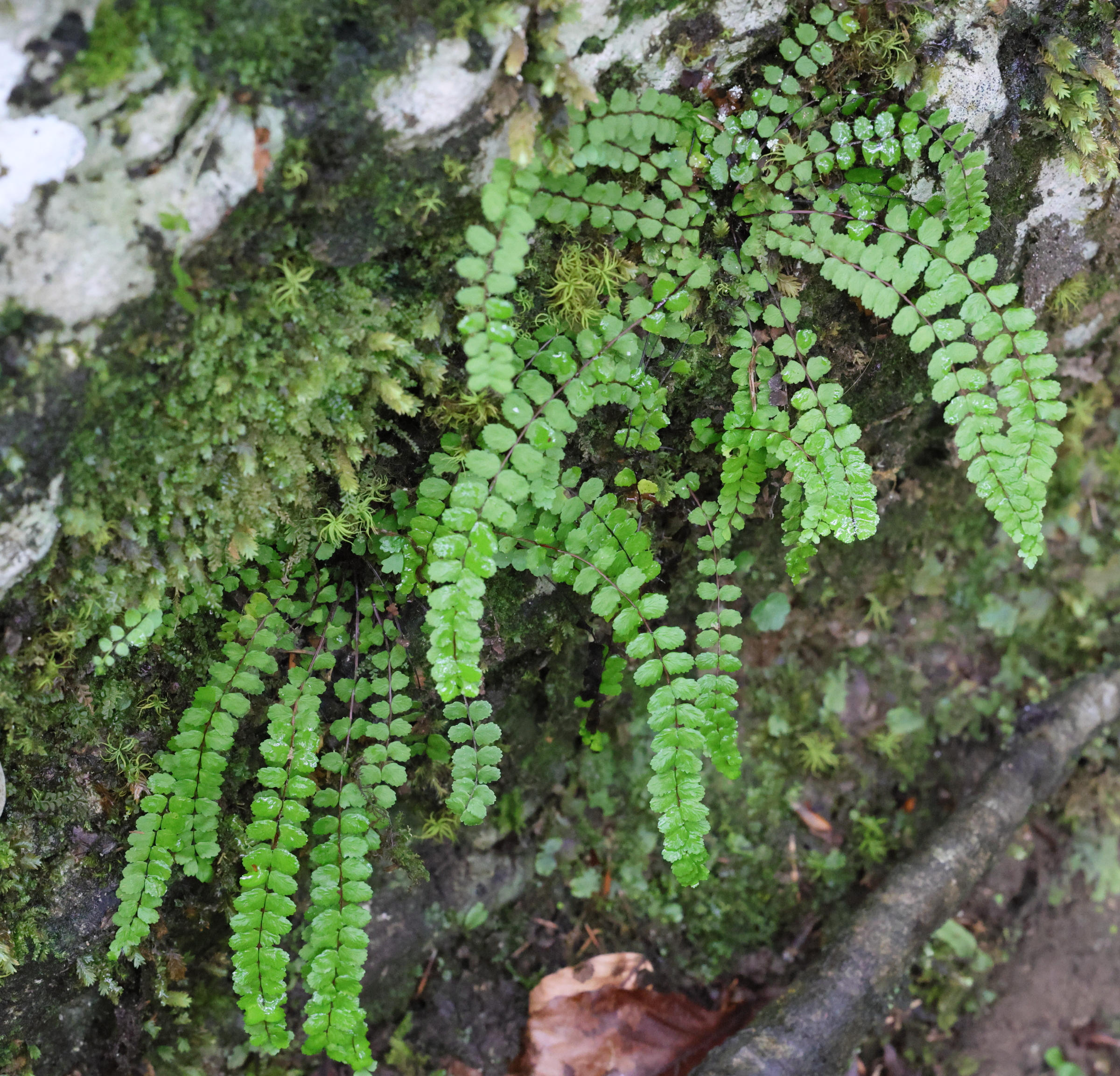 asplenium_trichomanes1md