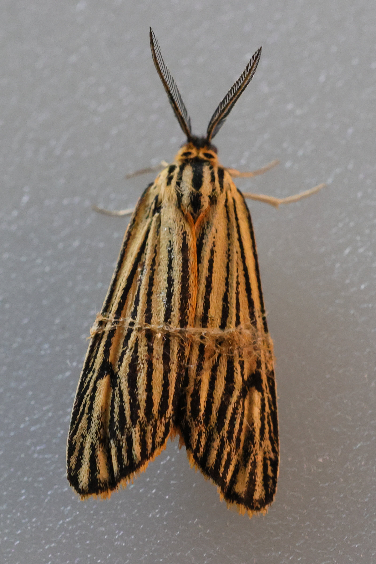 Afficher le média coscinia_striata2md coscinia_striata2md