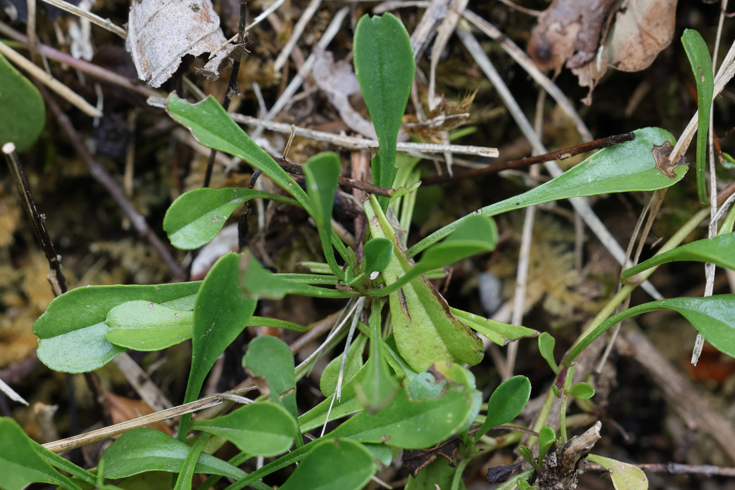 Afficher le média globularia_cordifolia2md globularia_cordifolia2md