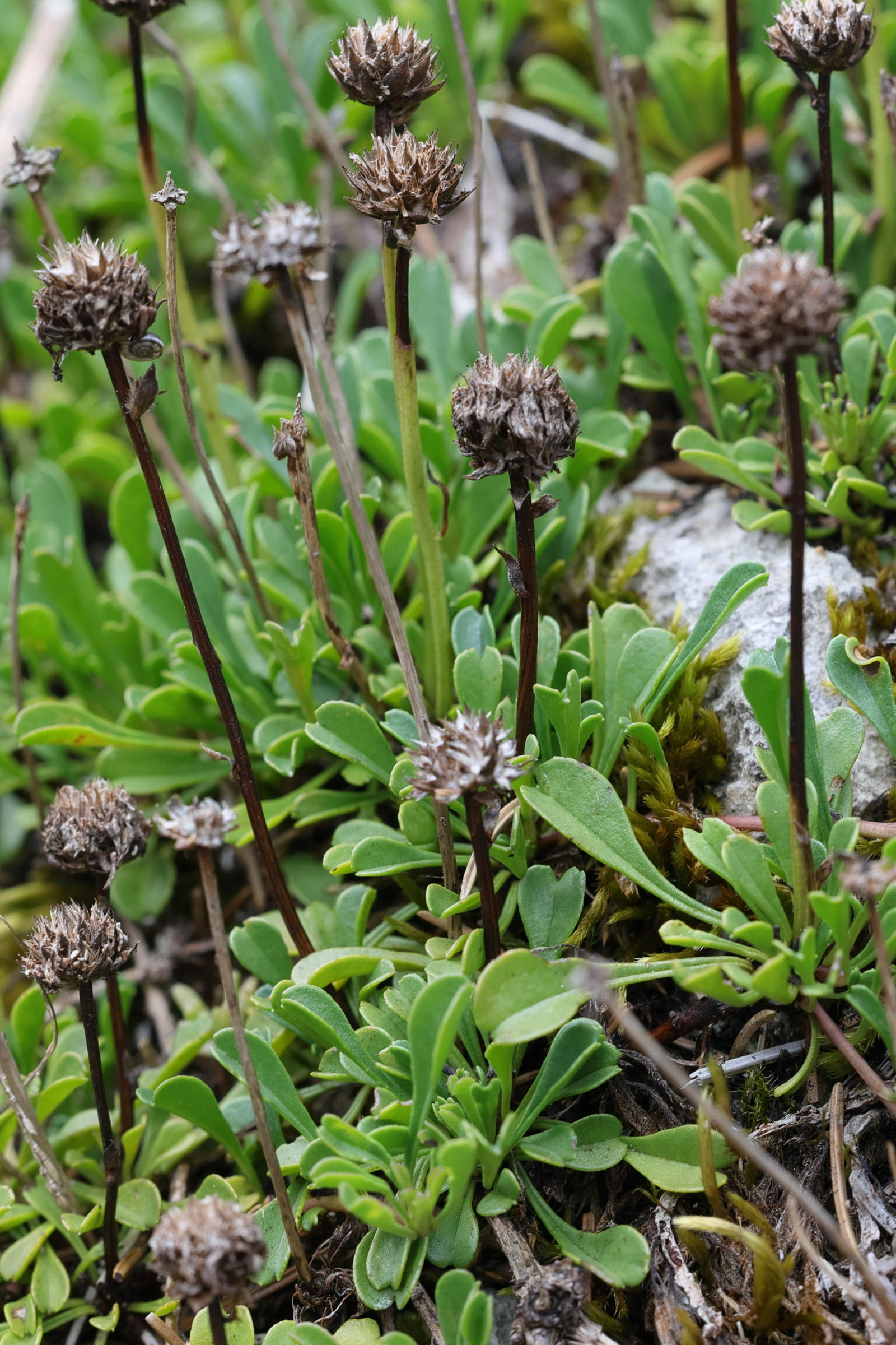Afficher le média globularia_cordifolia5md globularia_cordifolia5md