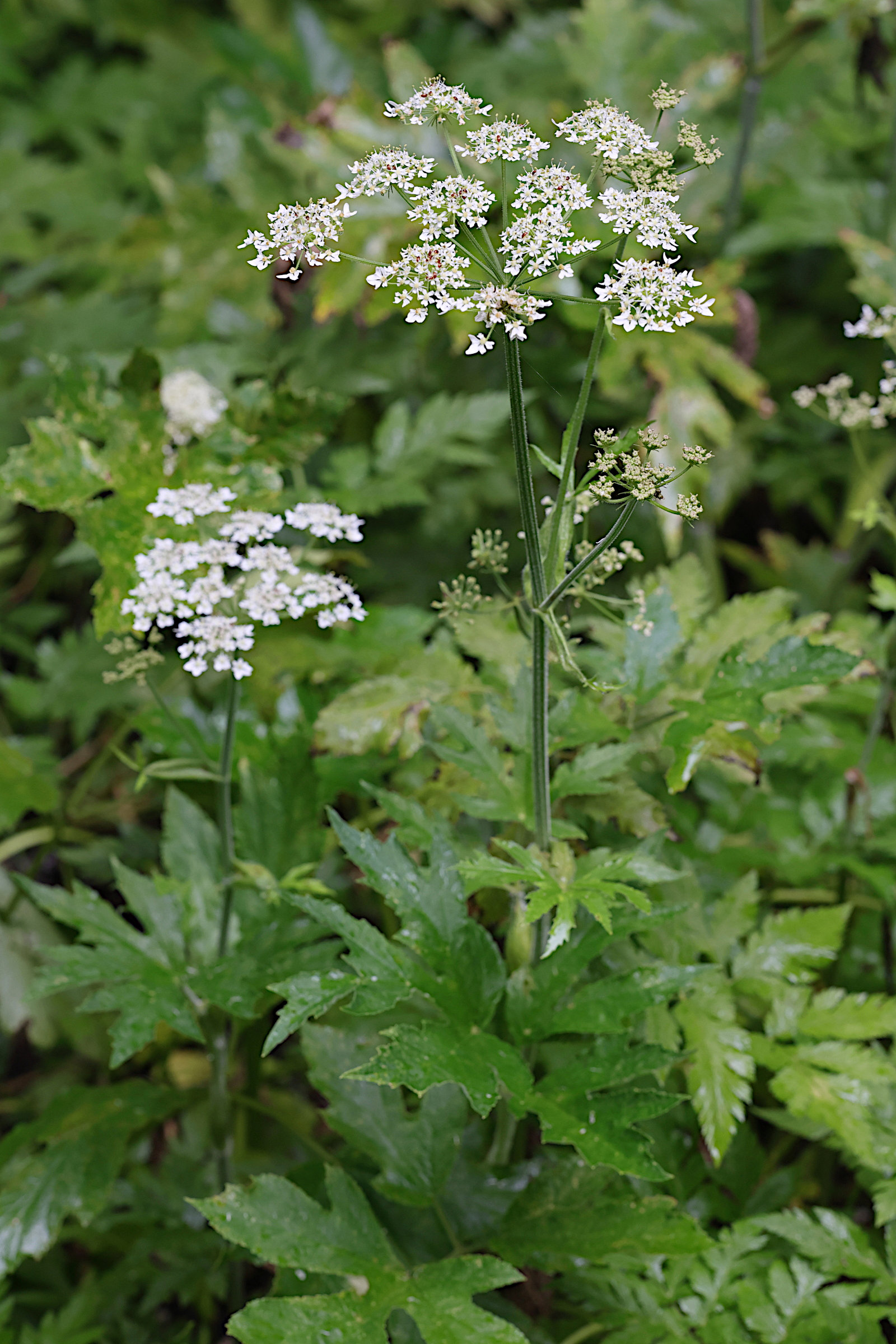 heracleum_sphondylium1md