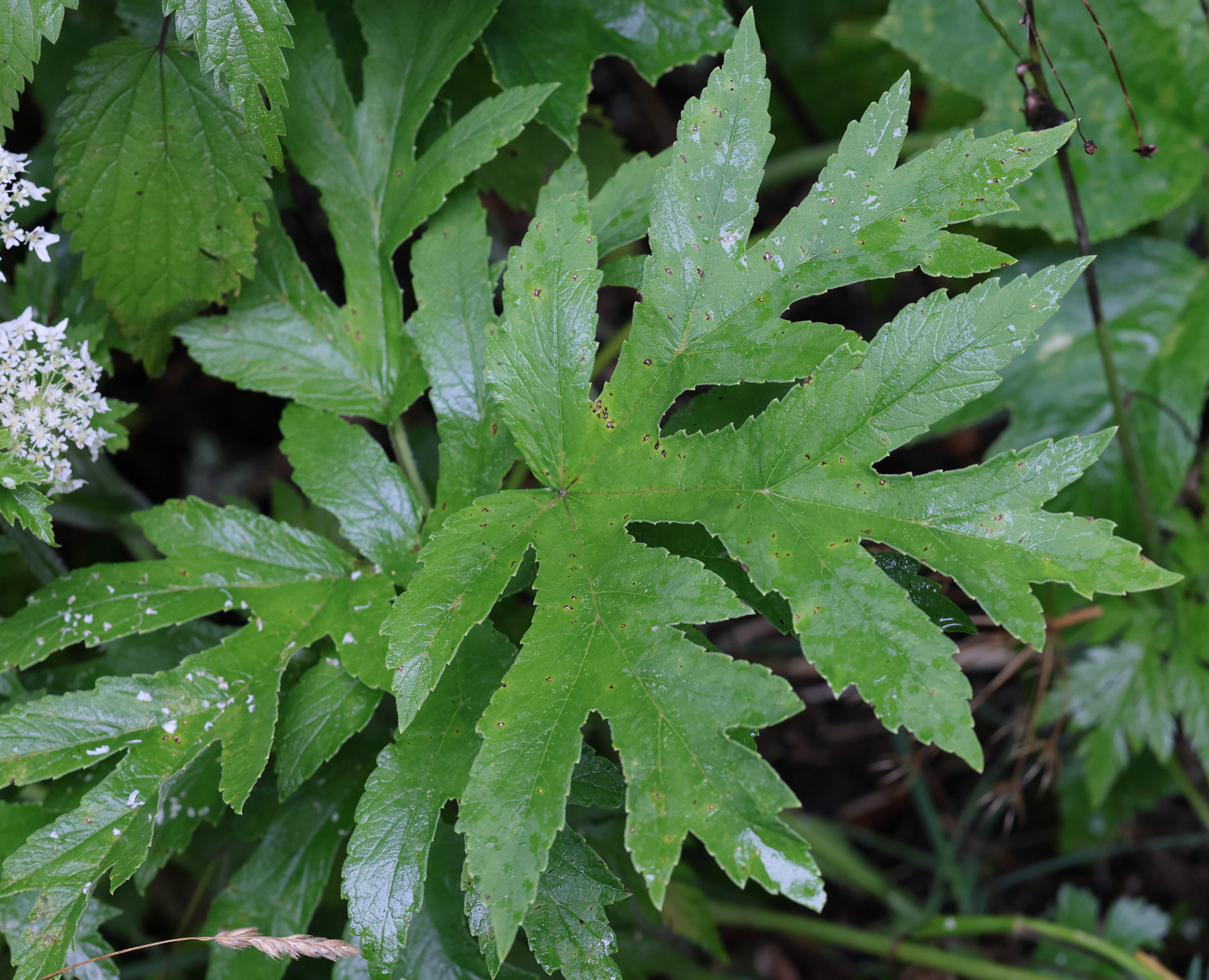 heracleum_sphondylium8md