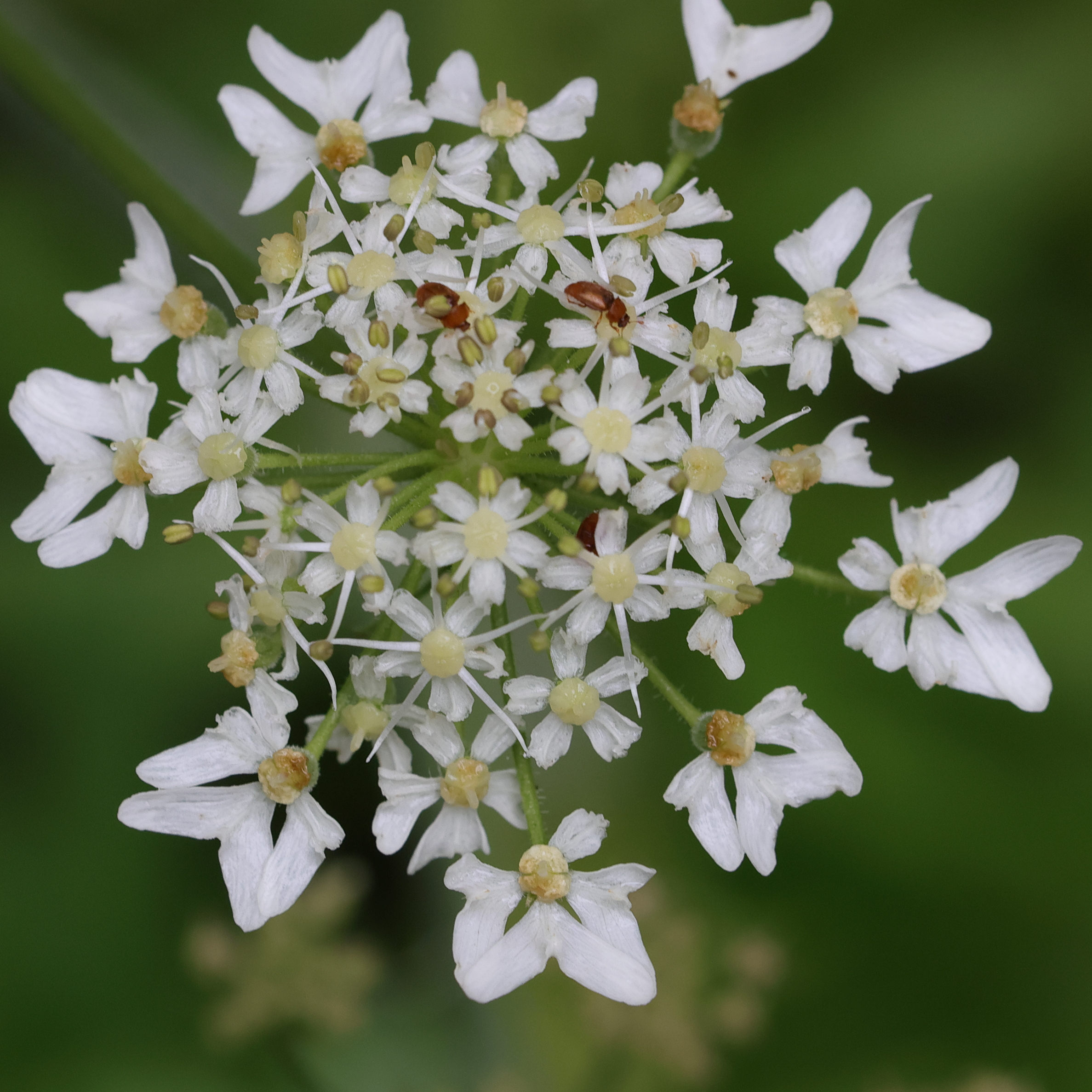 heracleum_sphondylium9md