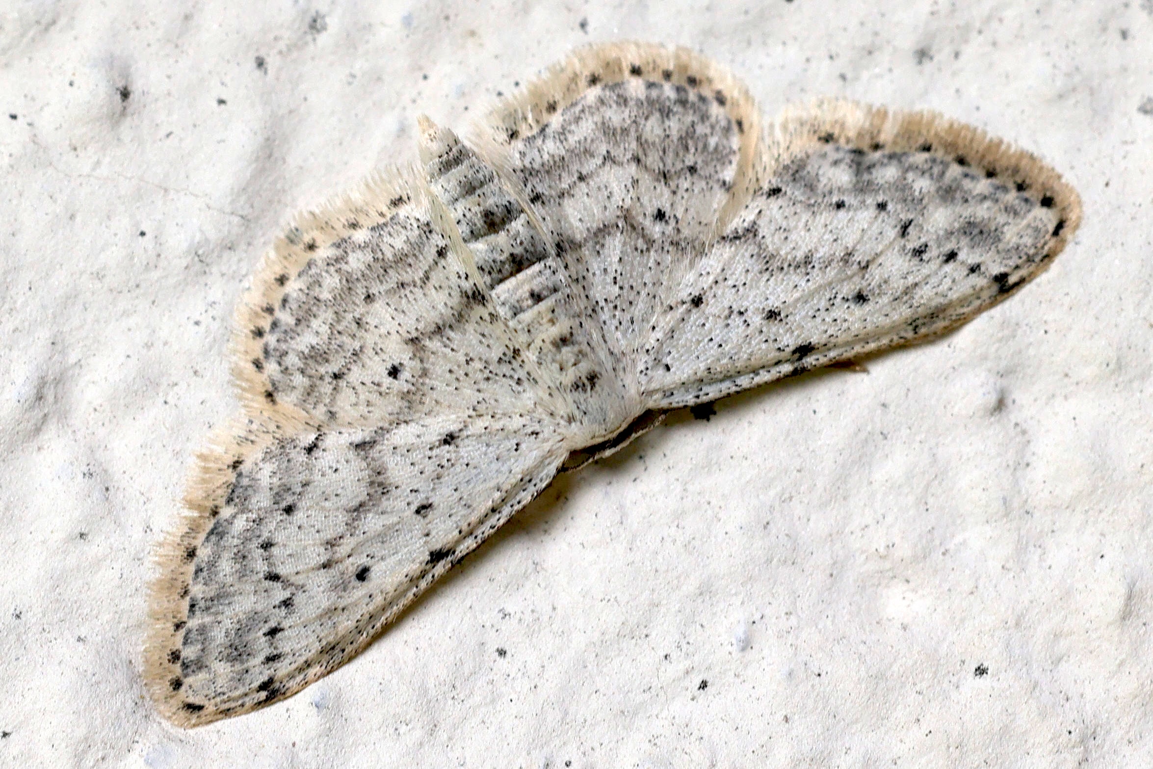 idaea_seriata4md