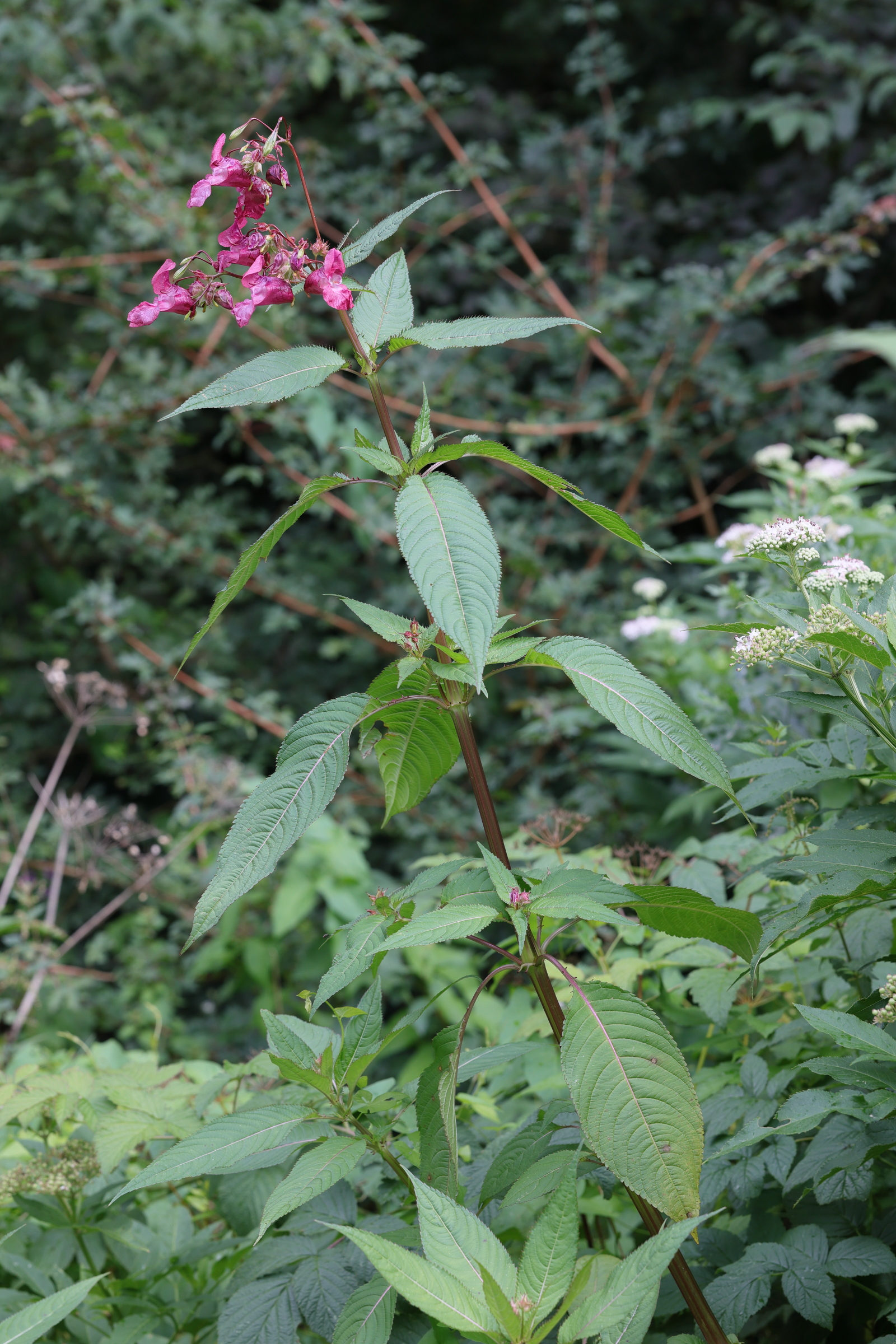 Afficher le média impatiens_glandulifera8md impatiens_glandulifera8md