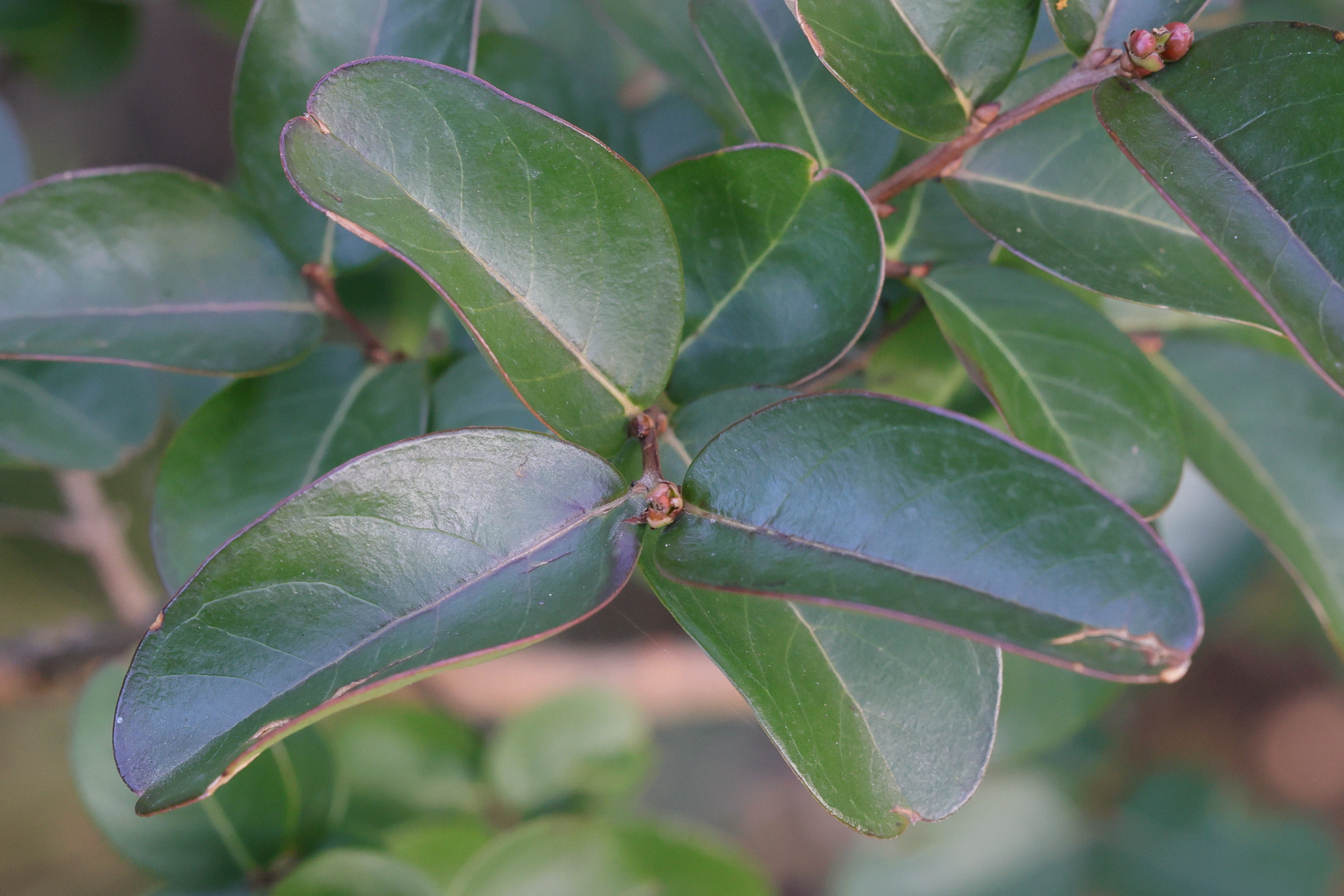 Afficher le média lagerstroemia_indica5md lagerstroemia_indica5md