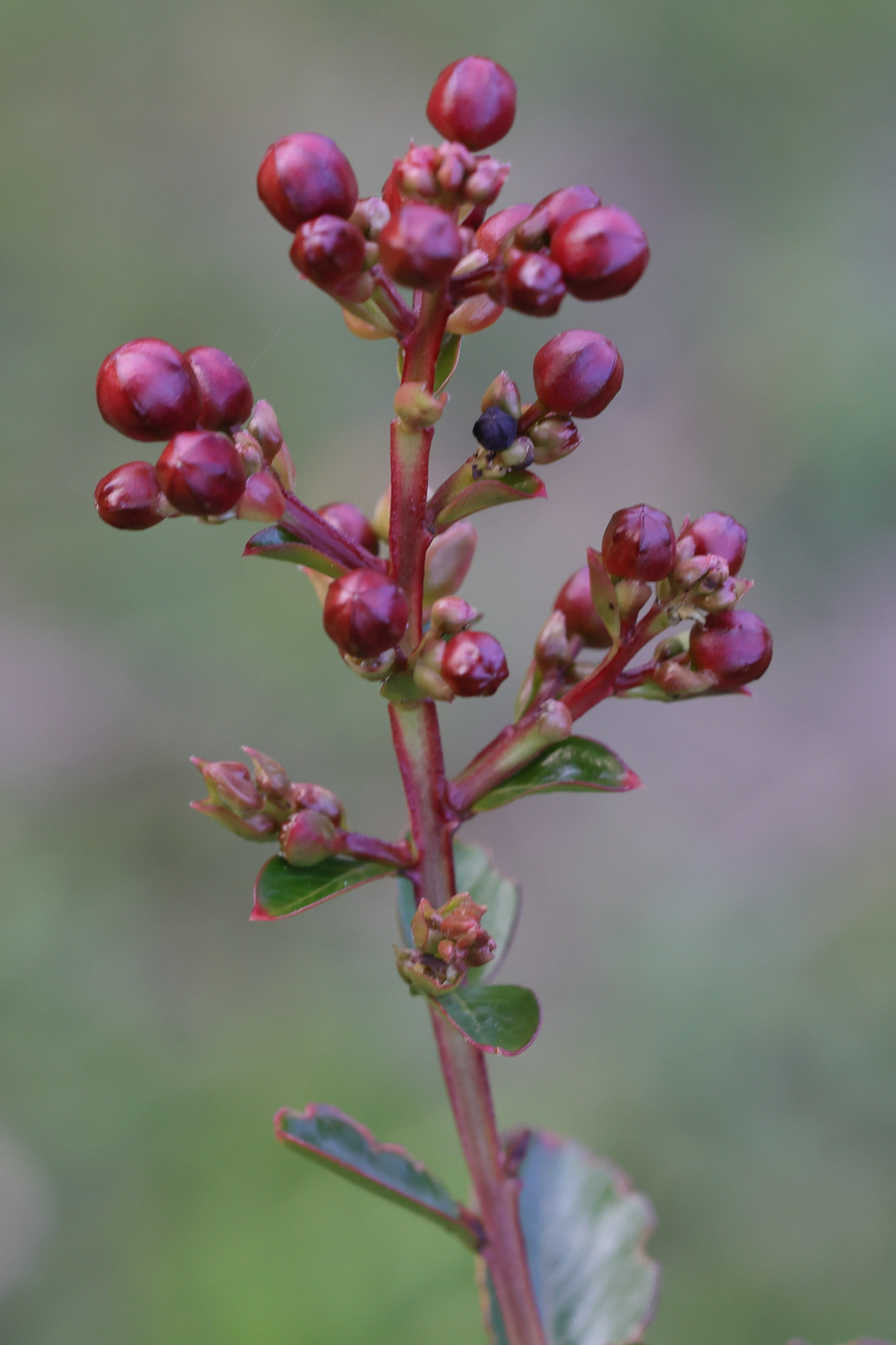 Afficher le média lagerstroemia_indica6md lagerstroemia_indica6md